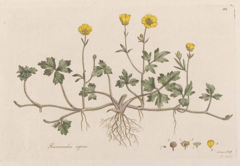 Ranunculus repens (1777-1798) by Franciscus Sansom