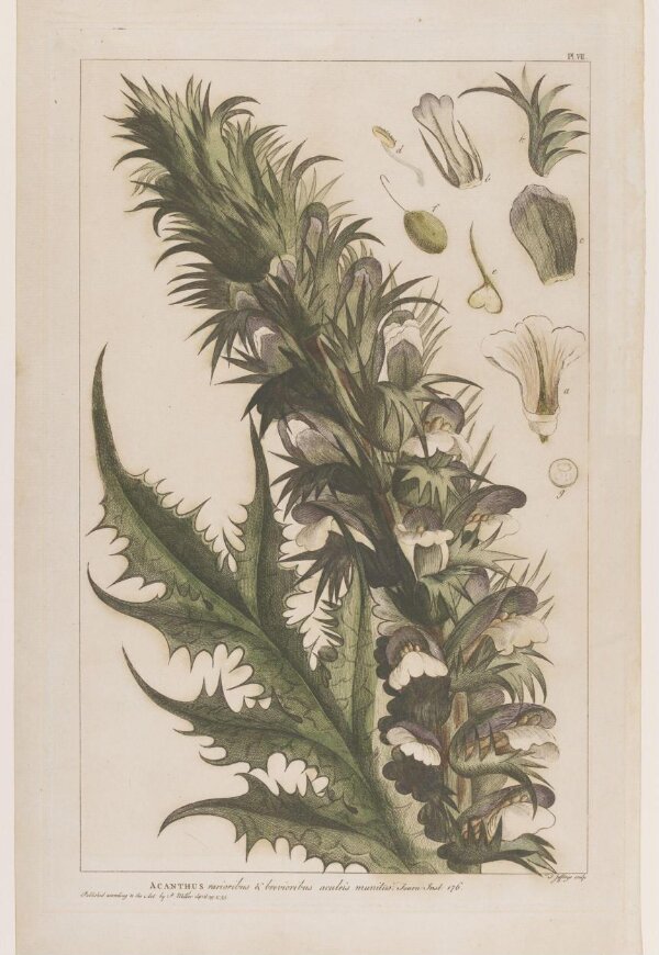 Acanthus Spinosa