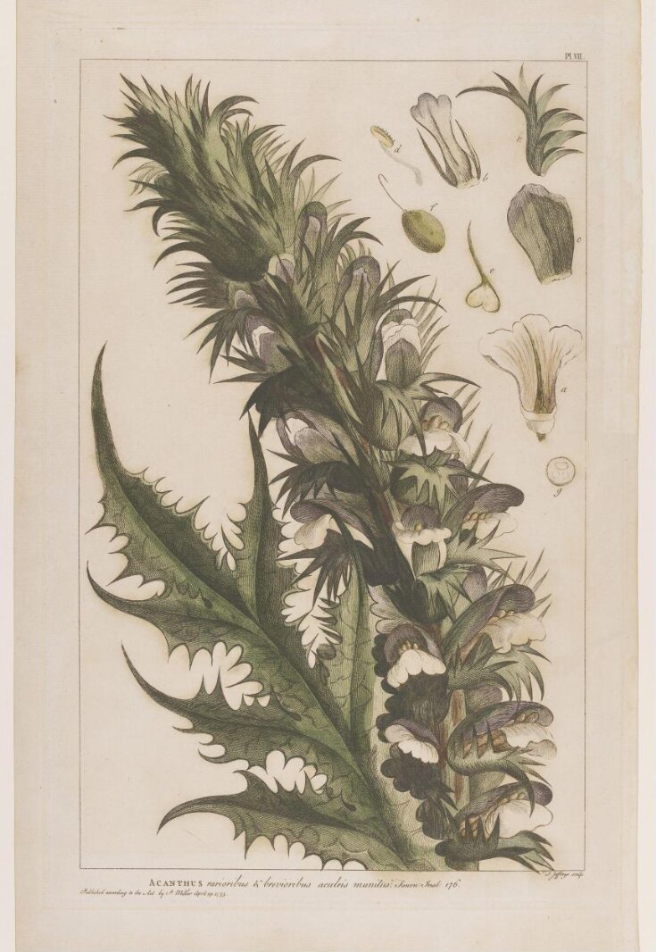Acanthus Spinosa top image