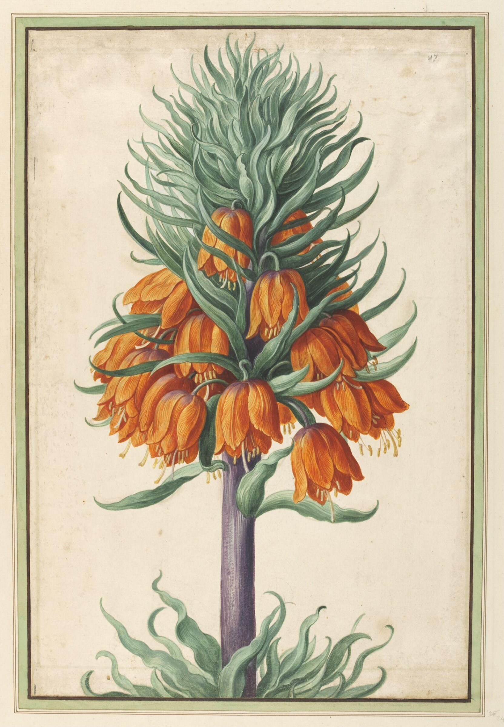 Watercolour, Johann Jakob Walther