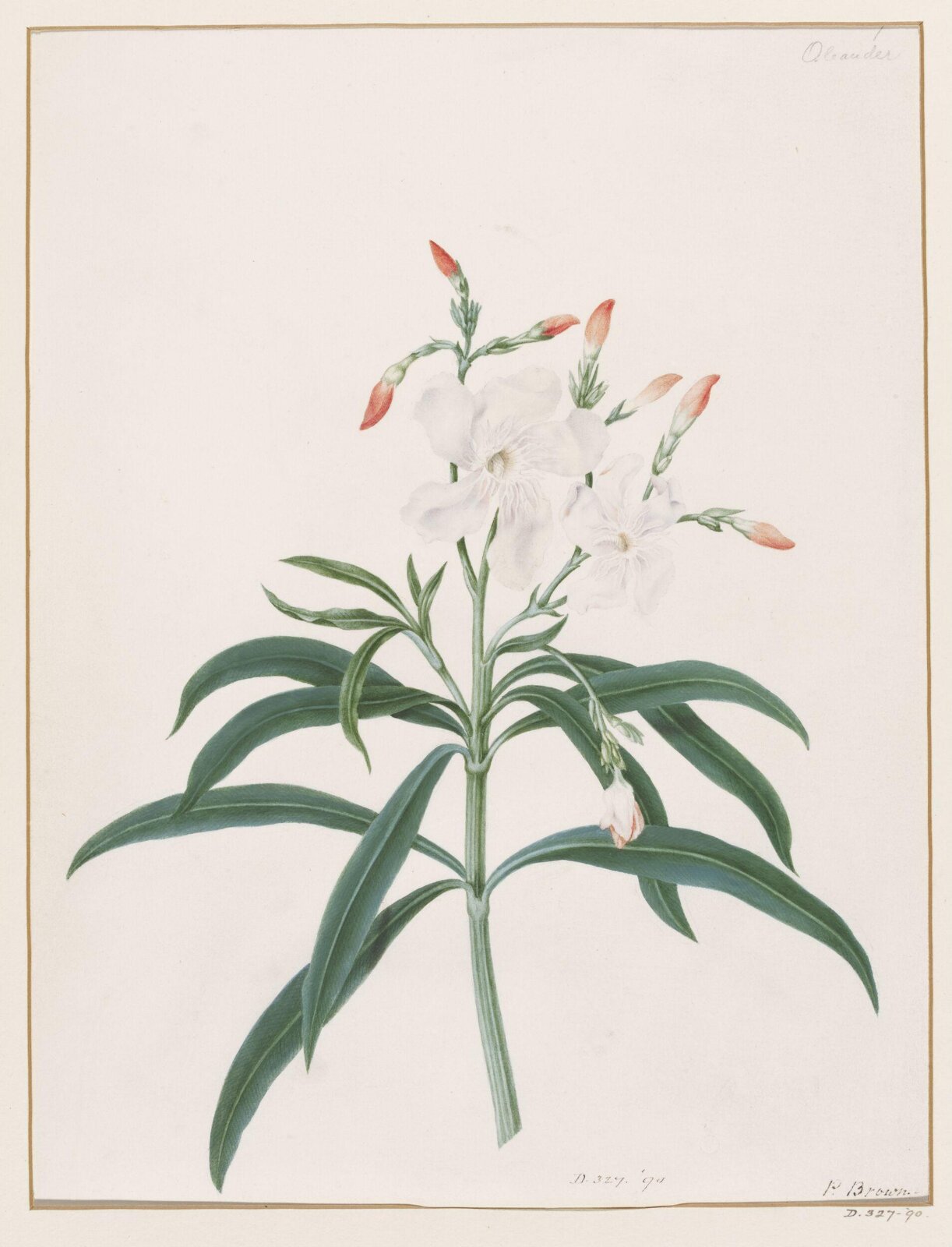 Drawing, Peter Brown, late 18th century