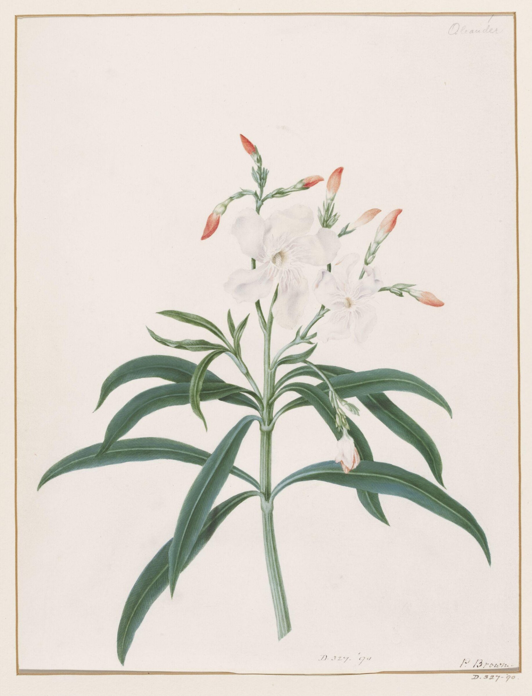 Drawing, Peter Brown, late 18th century