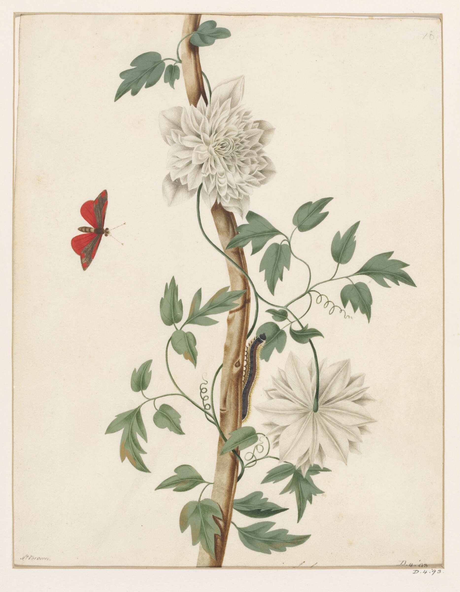 Drawing, Peter Brown, late 18th century
