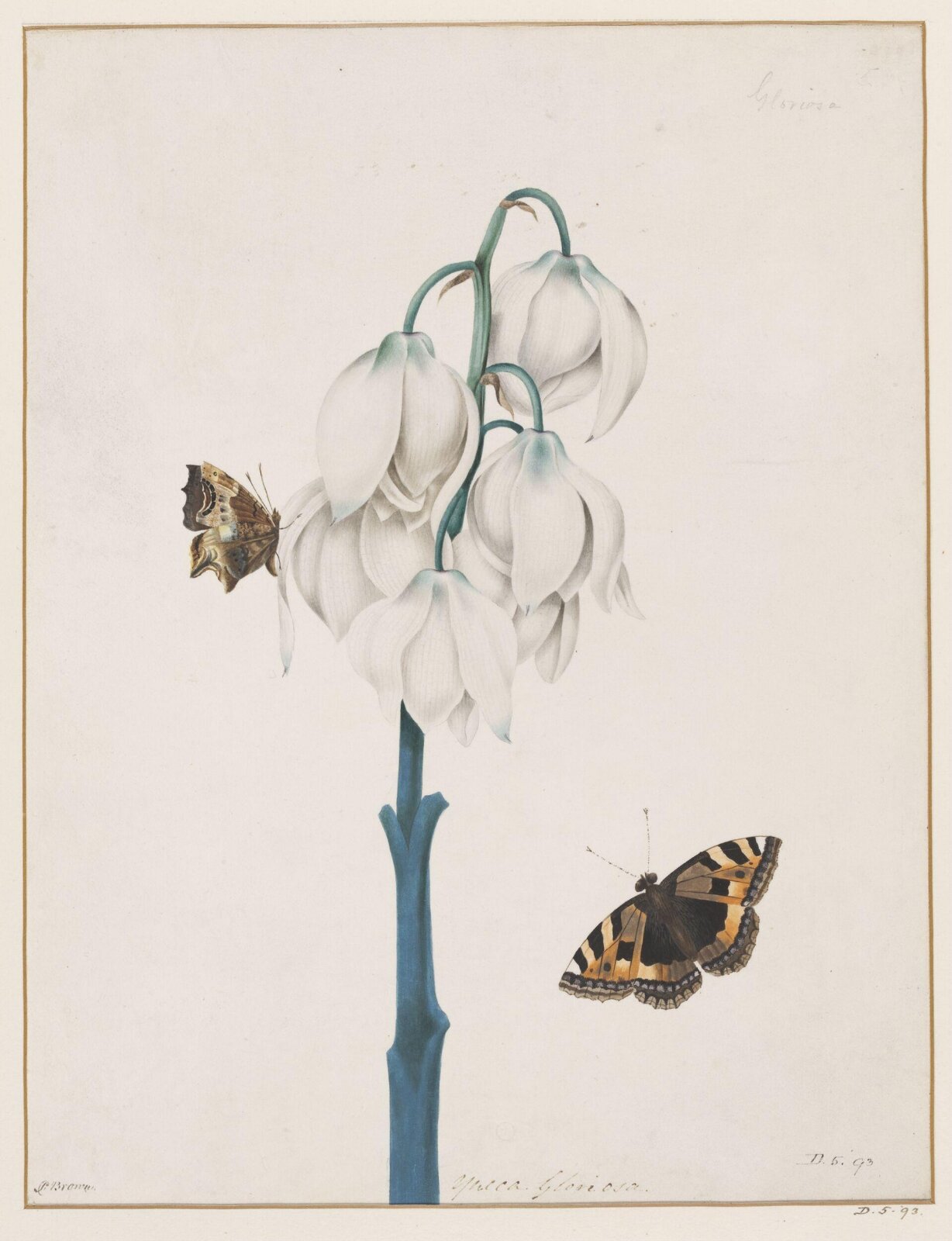 Drawing, Peter Brown, late 18th century
