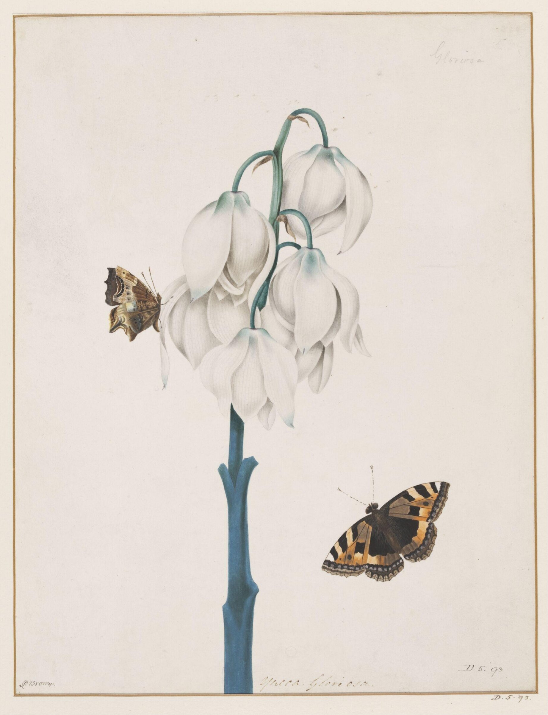 Drawing, Peter Brown, late 18th century