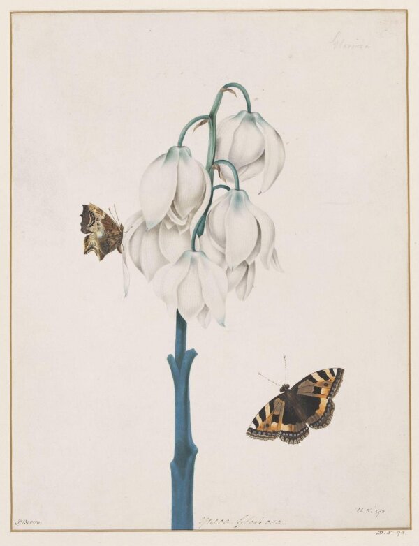Drawing | Brown, Peter | V&A Explore The Collections