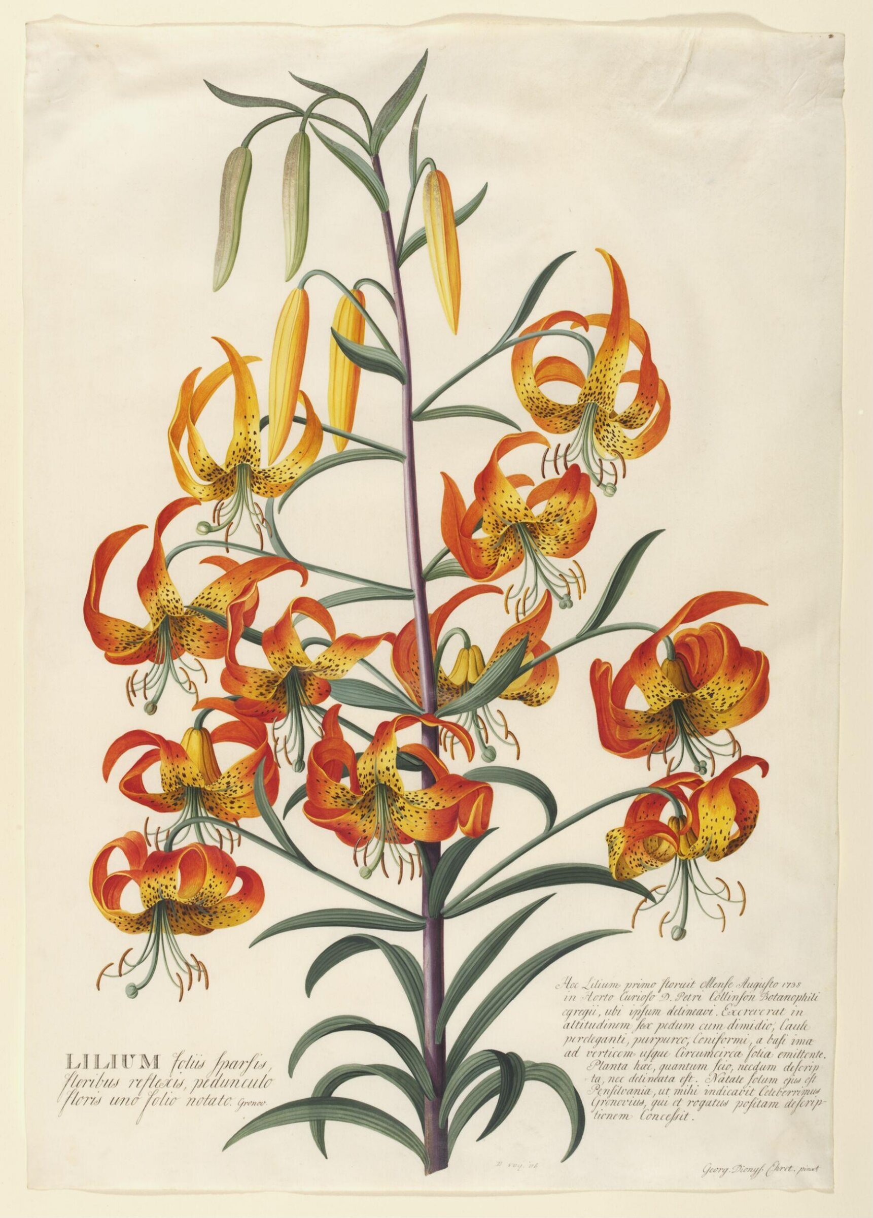 American Turk's-cap lily (Lilium superbum), Georg Dionysus Ehret, 1740s