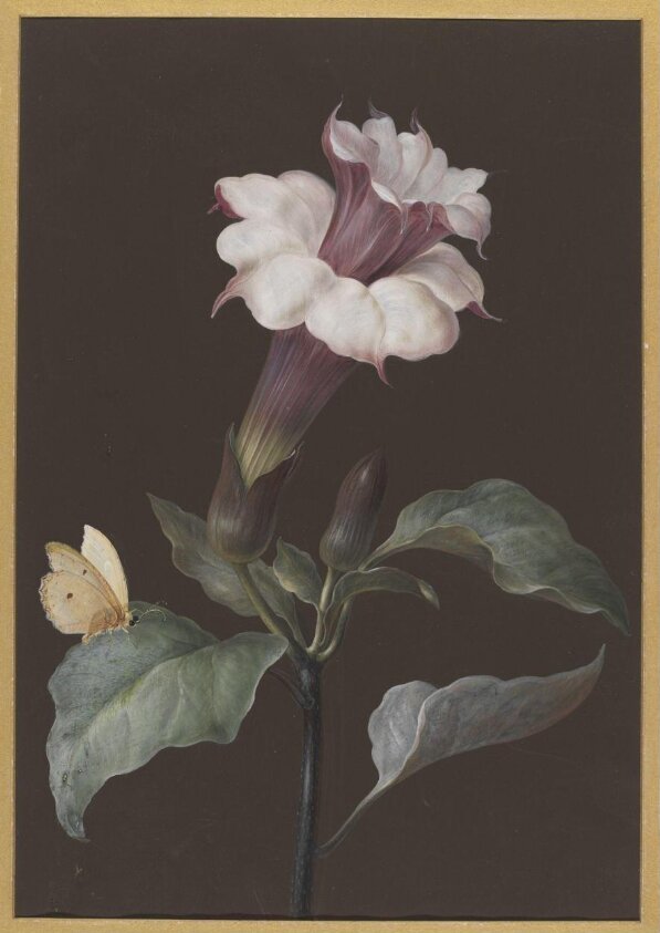 Drawing (18th century) by Barbara Regina Dietzsch