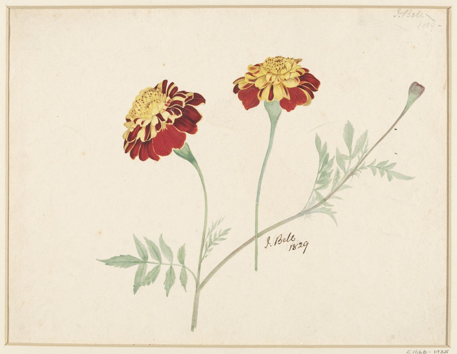Drawing, Joseph Bell, 1829