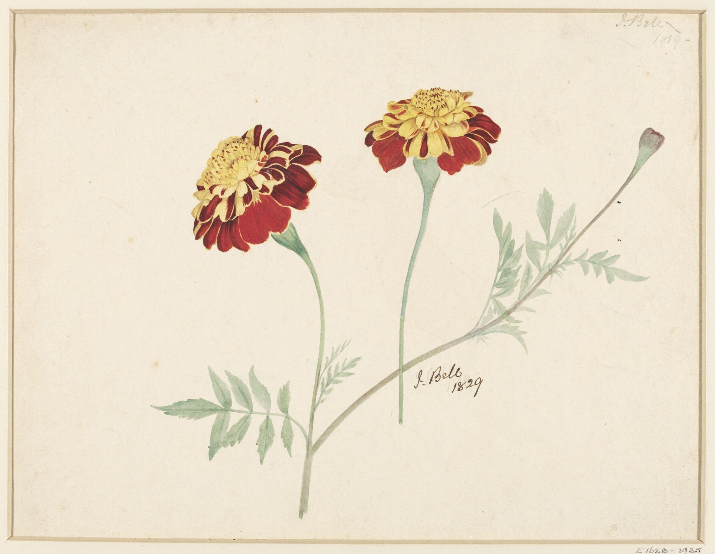 Drawing, Joseph Bell, 1829