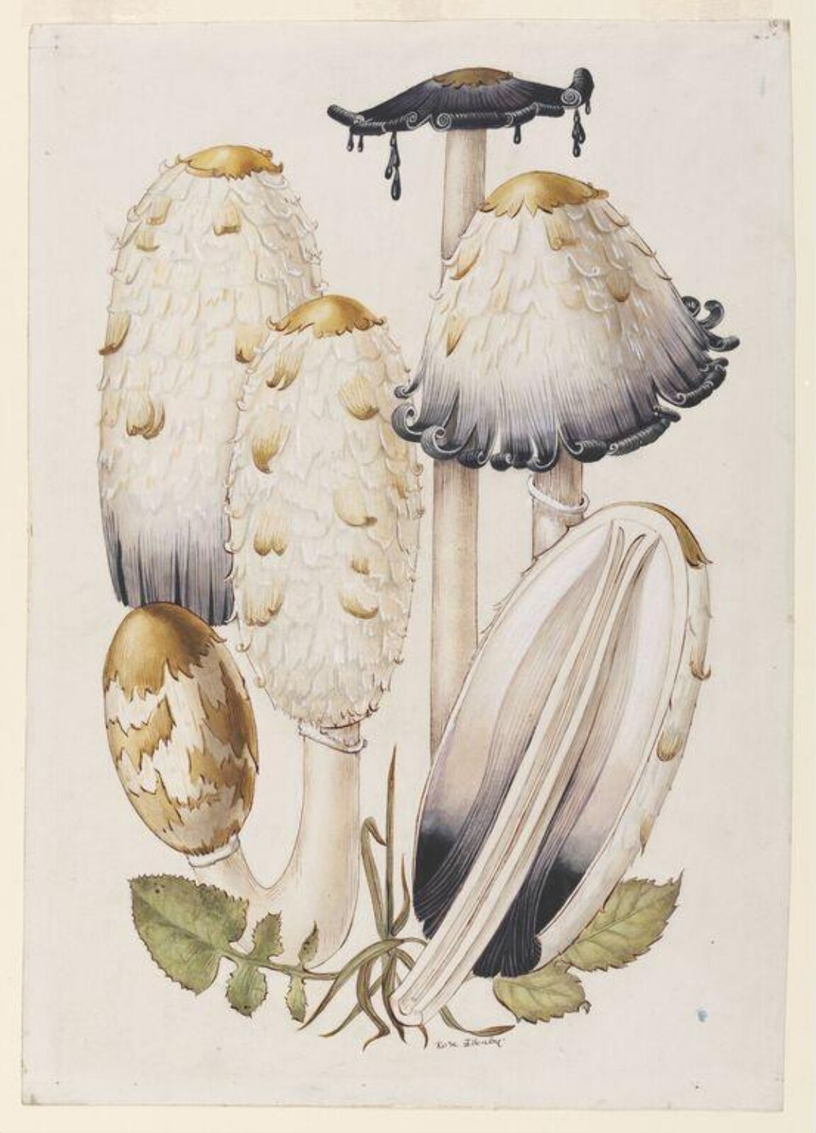Coprinus comatus (The Shaggy Ink Cap), Rose Ellenby, 1940-43