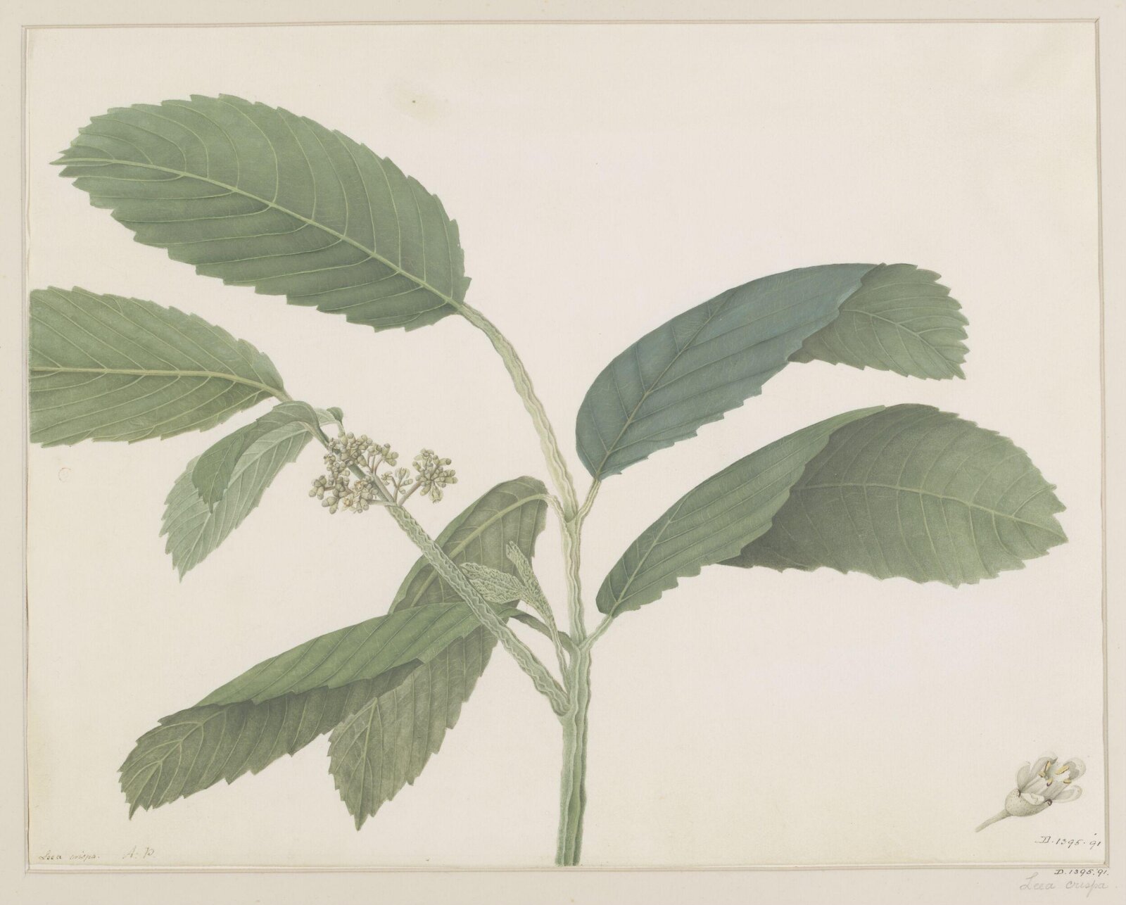 Drawing, A. Power, ca. 1800