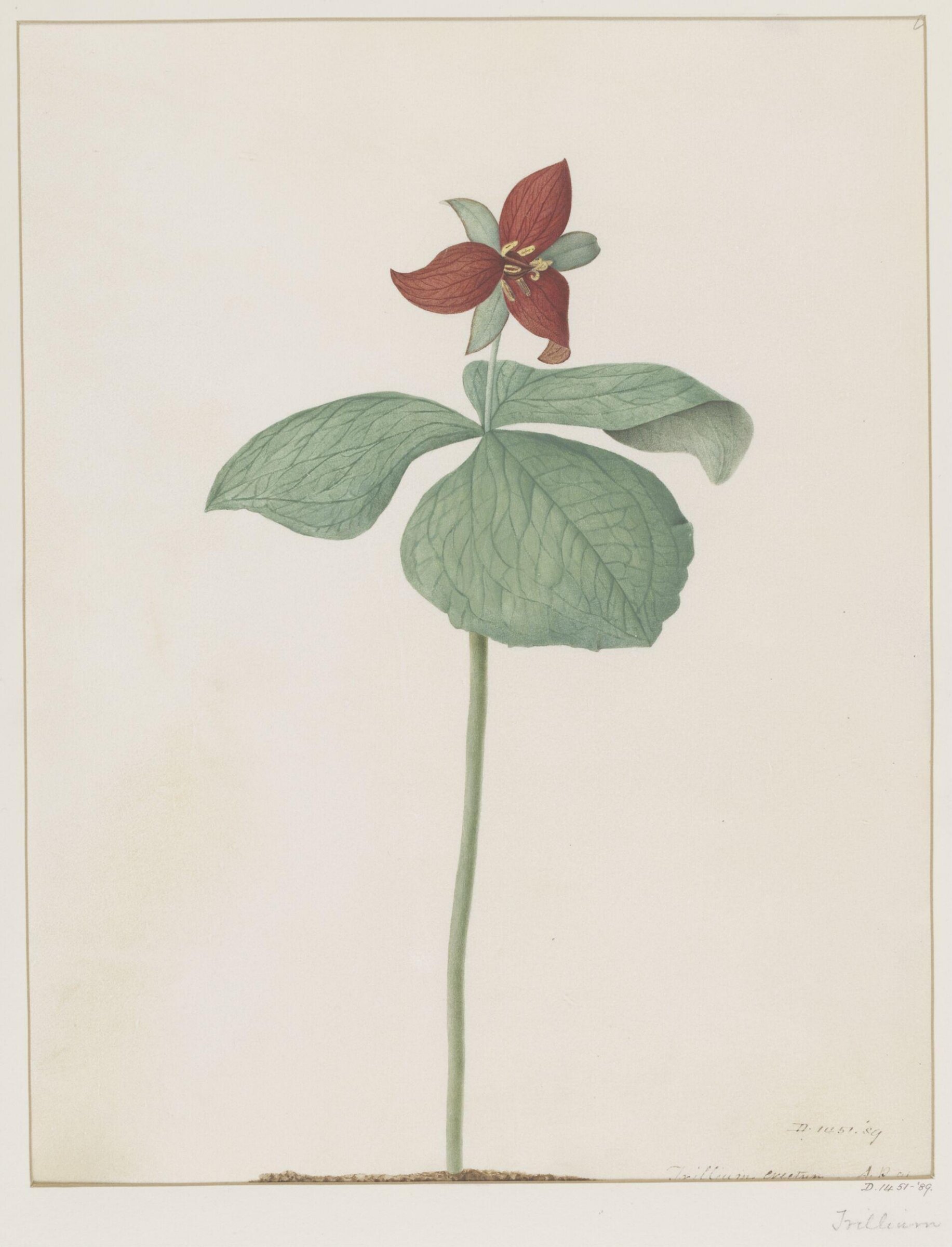 Drawing, A. Power, ca. 1800