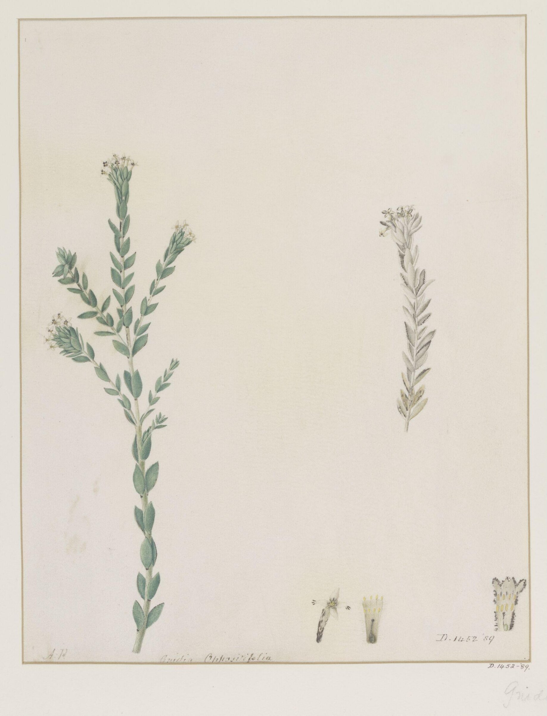 Drawing, A. Power, ca. 1800