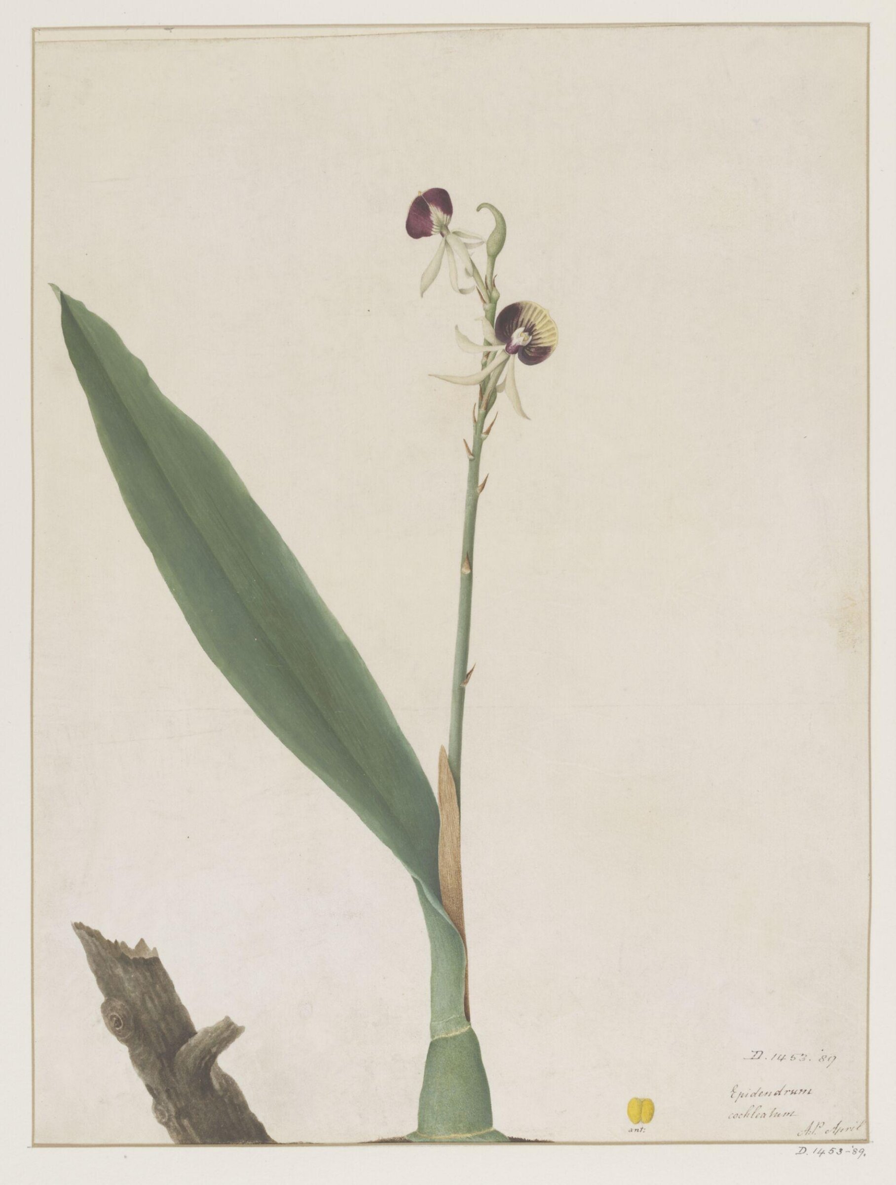 Drawing, A. Power, ca. 1800