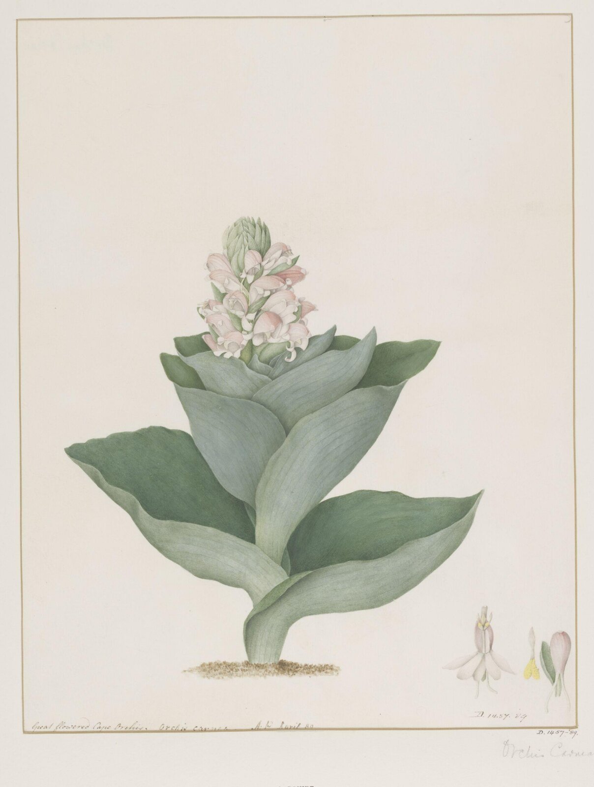 Drawing, A. Power, ca. 1800