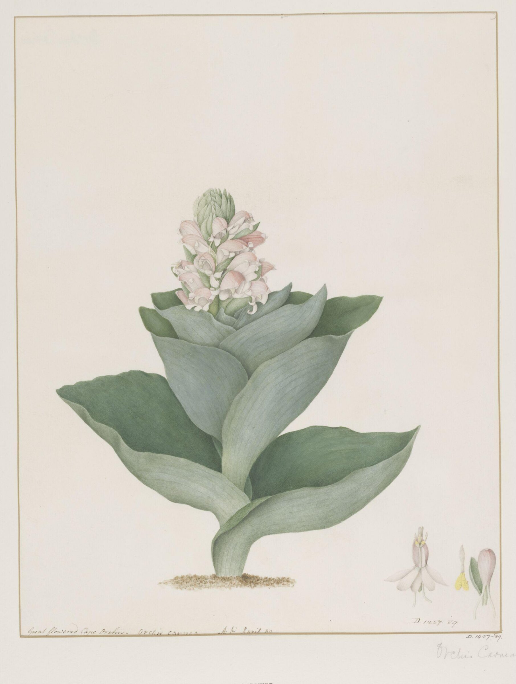 Drawing, A. Power, ca. 1800