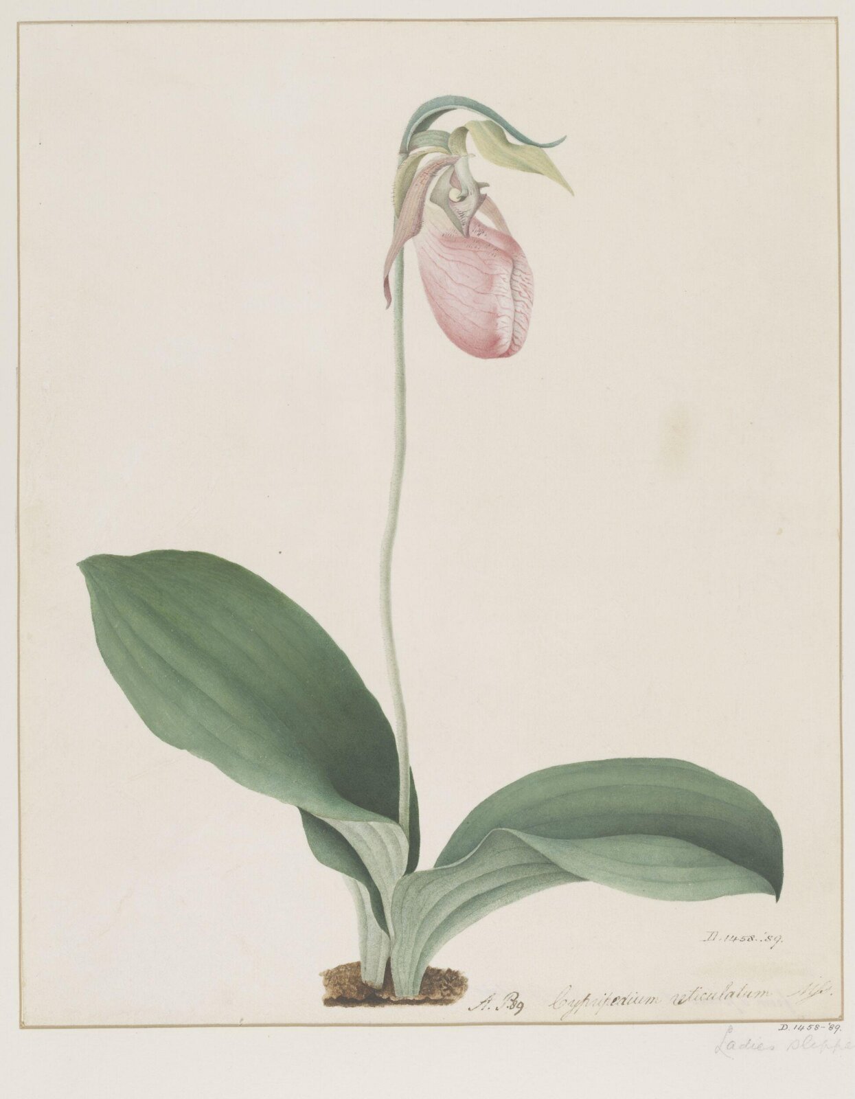 Drawing, A. Power, ca. 1800