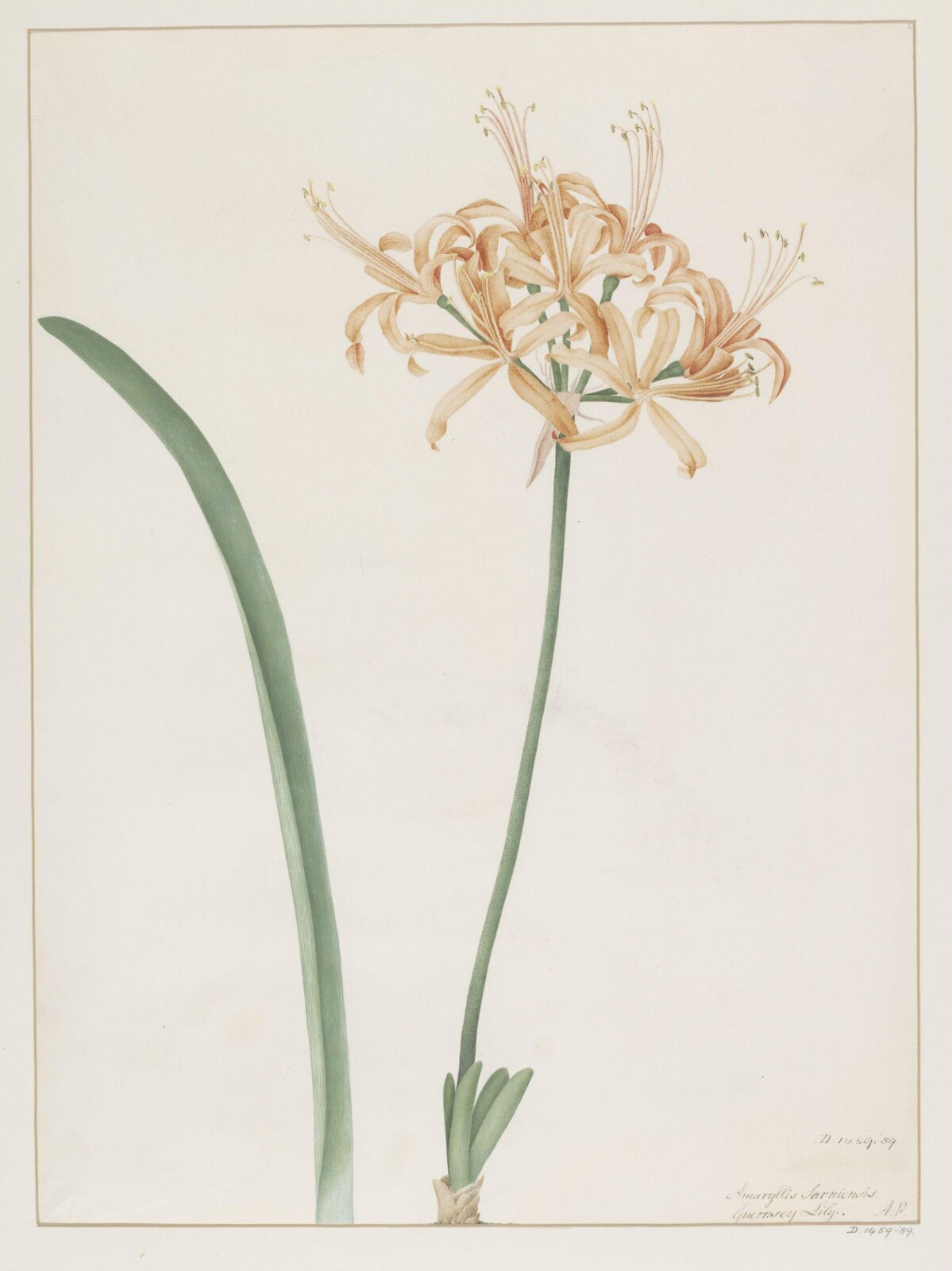Drawing, A. Power, ca. 1800