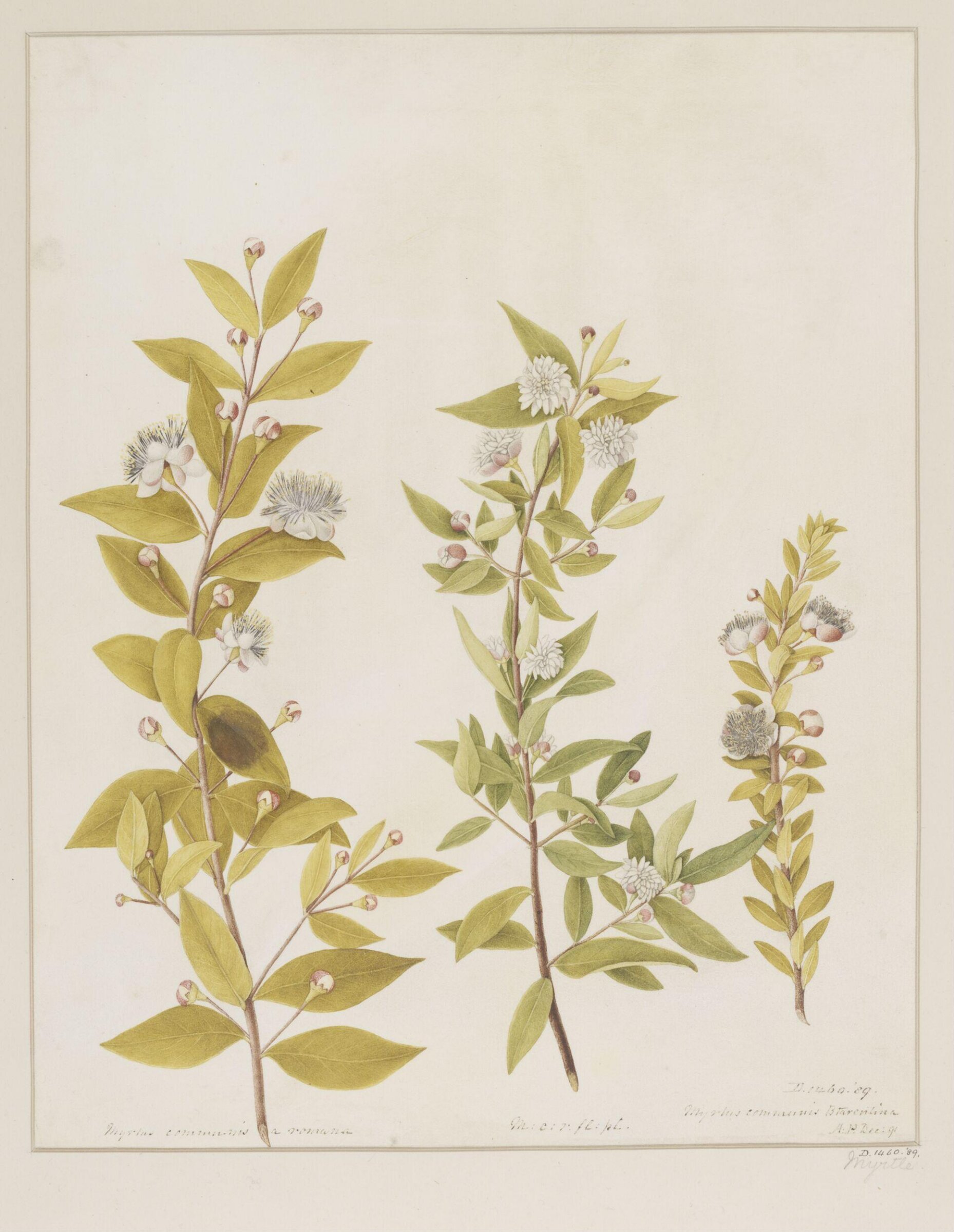 Drawing, A. Power, ca. 1800