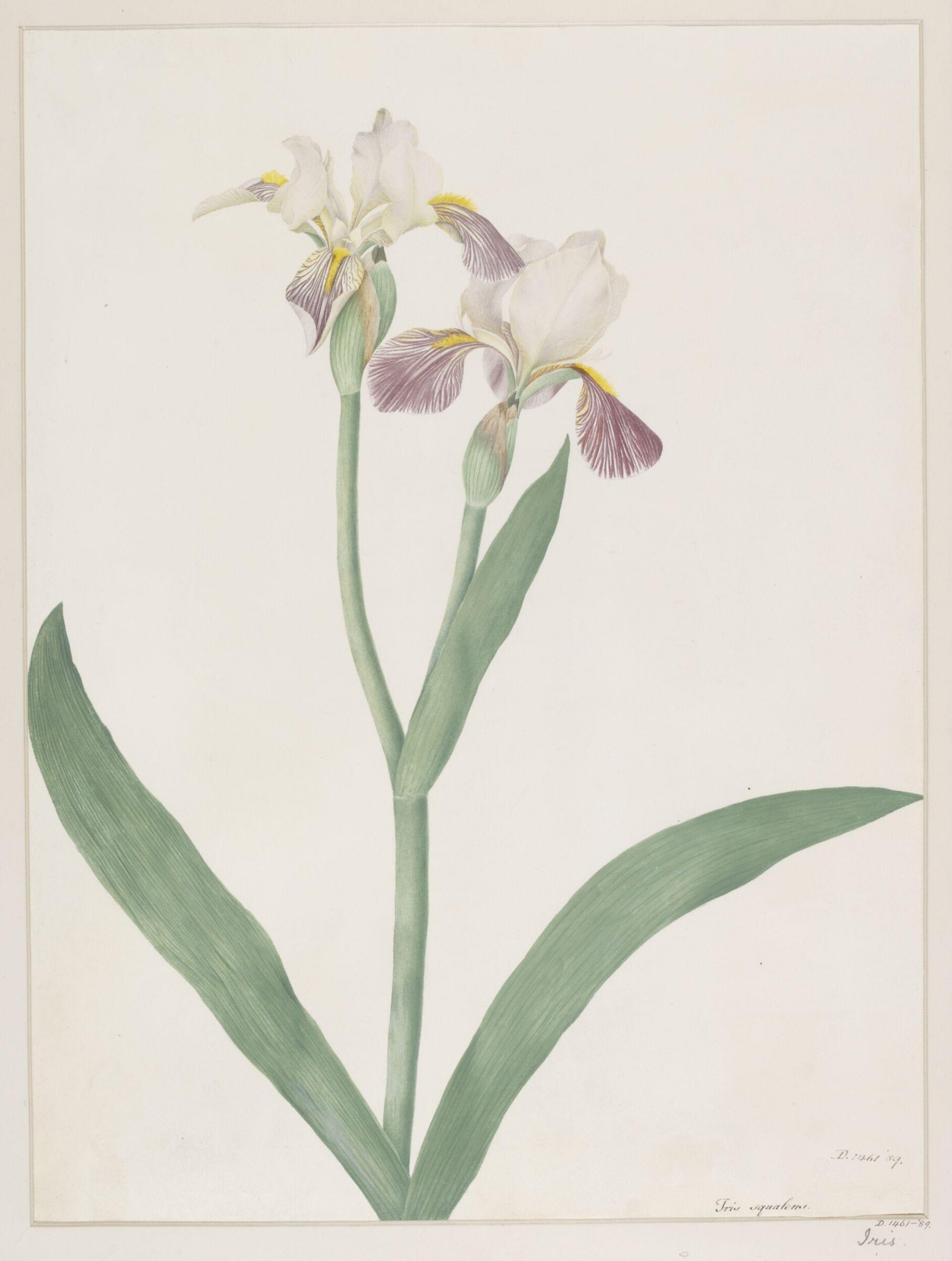 Drawing, A. Power, ca. 1800
