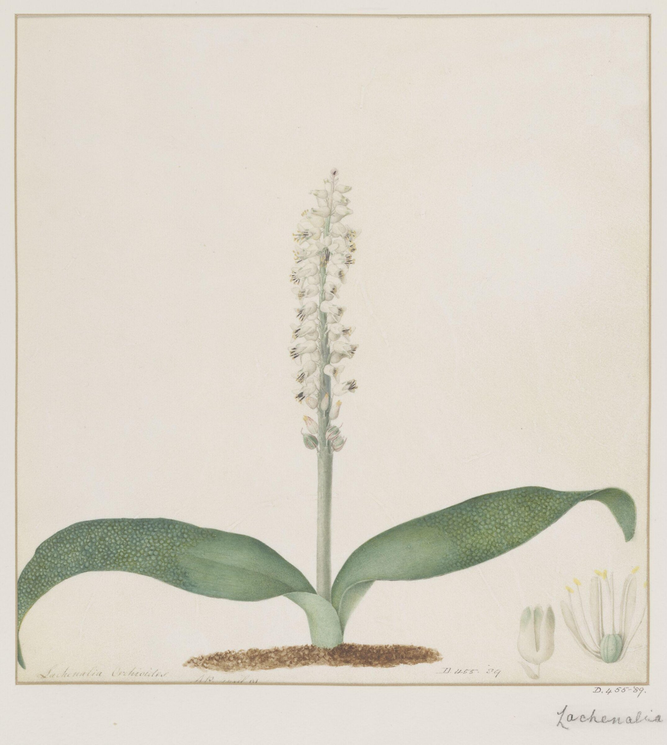 Drawing, A. Power, ca. 1800
