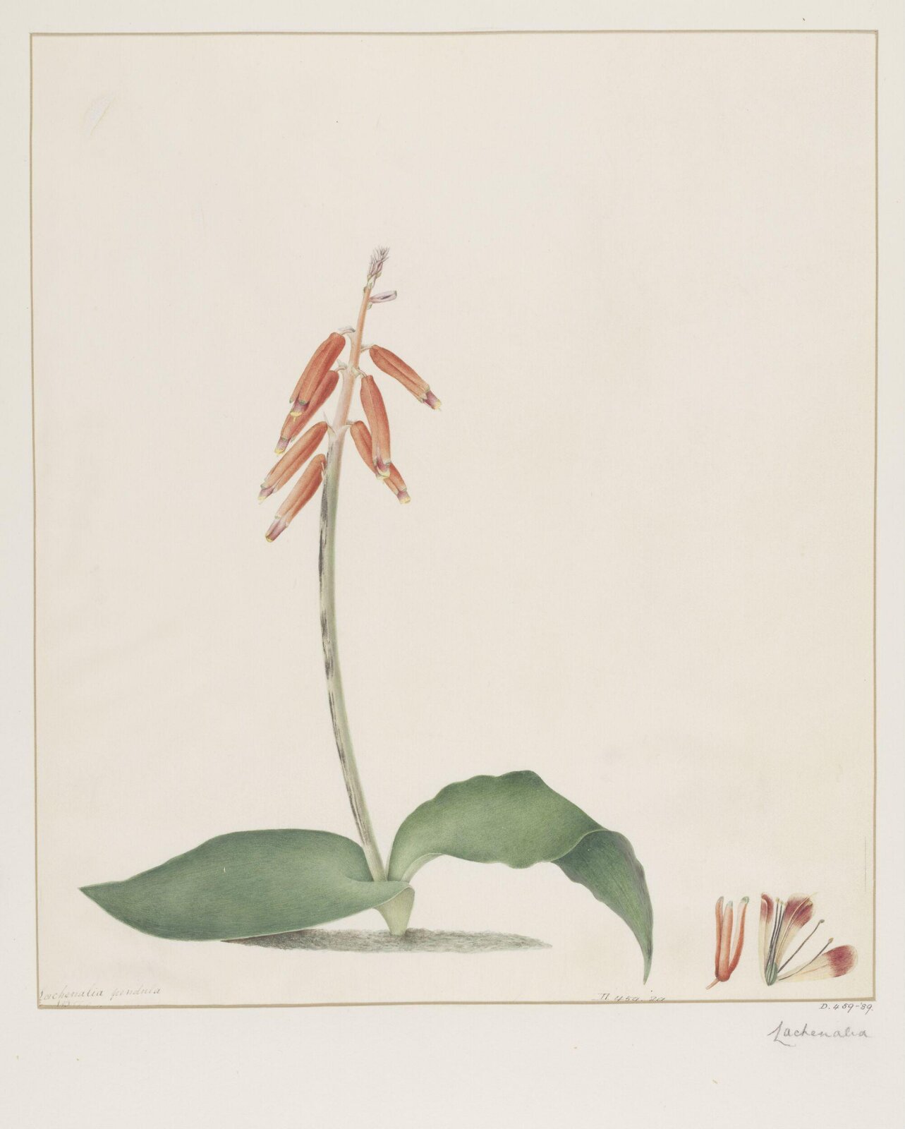 Drawing, A. Power, ca. 1800