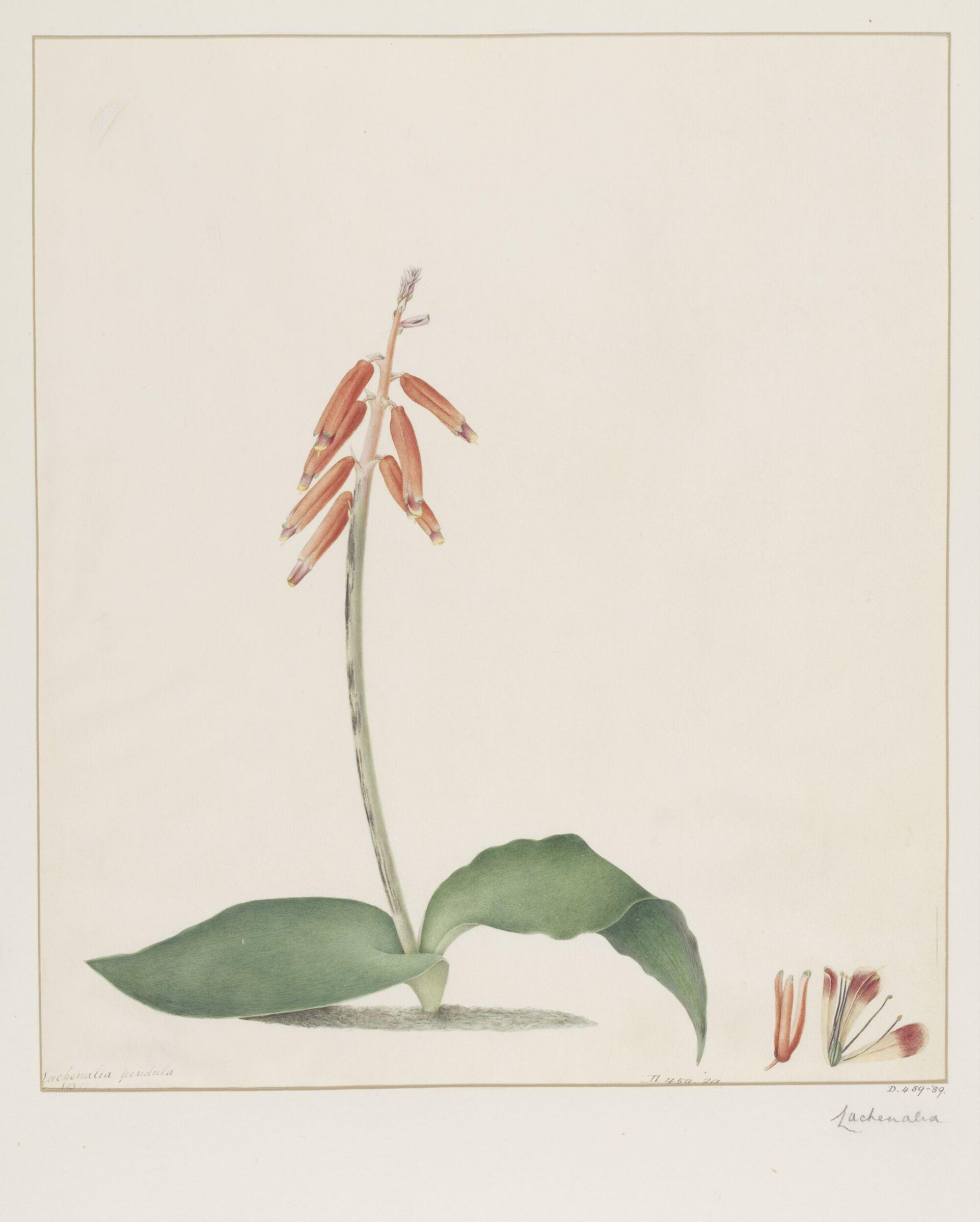 Drawing, A. Power, ca. 1800