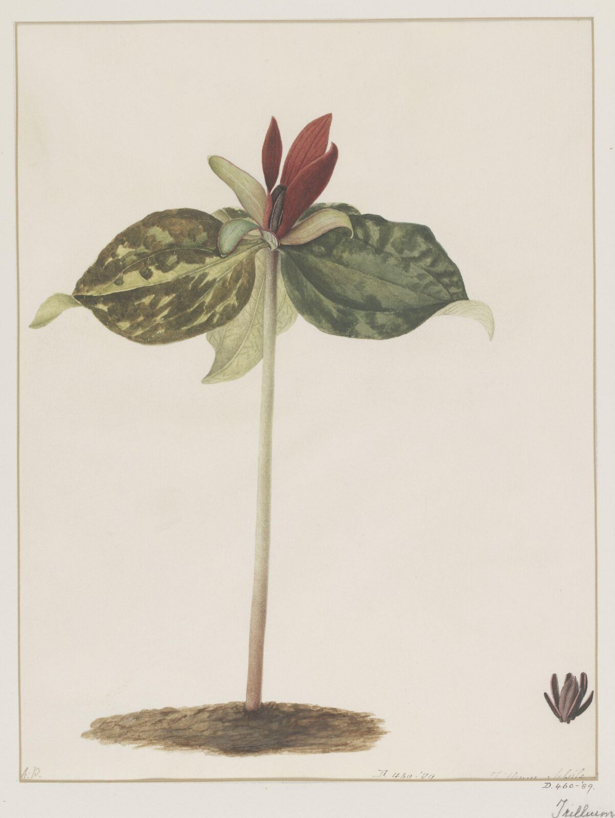 Drawing, A. Power, ca. 1800
