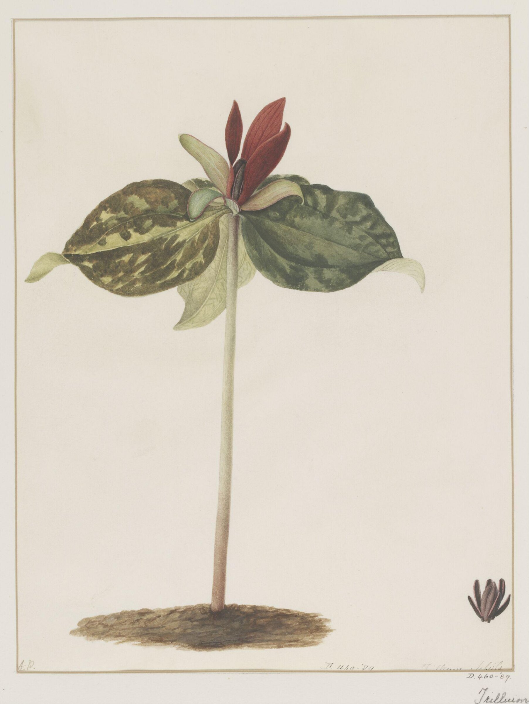 Drawing, A. Power, ca. 1800