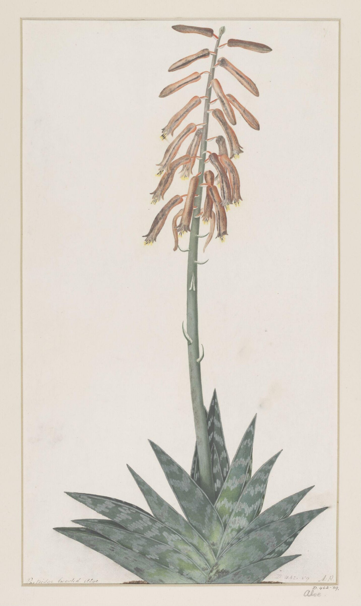 Drawing, A. Power, ca. 1800