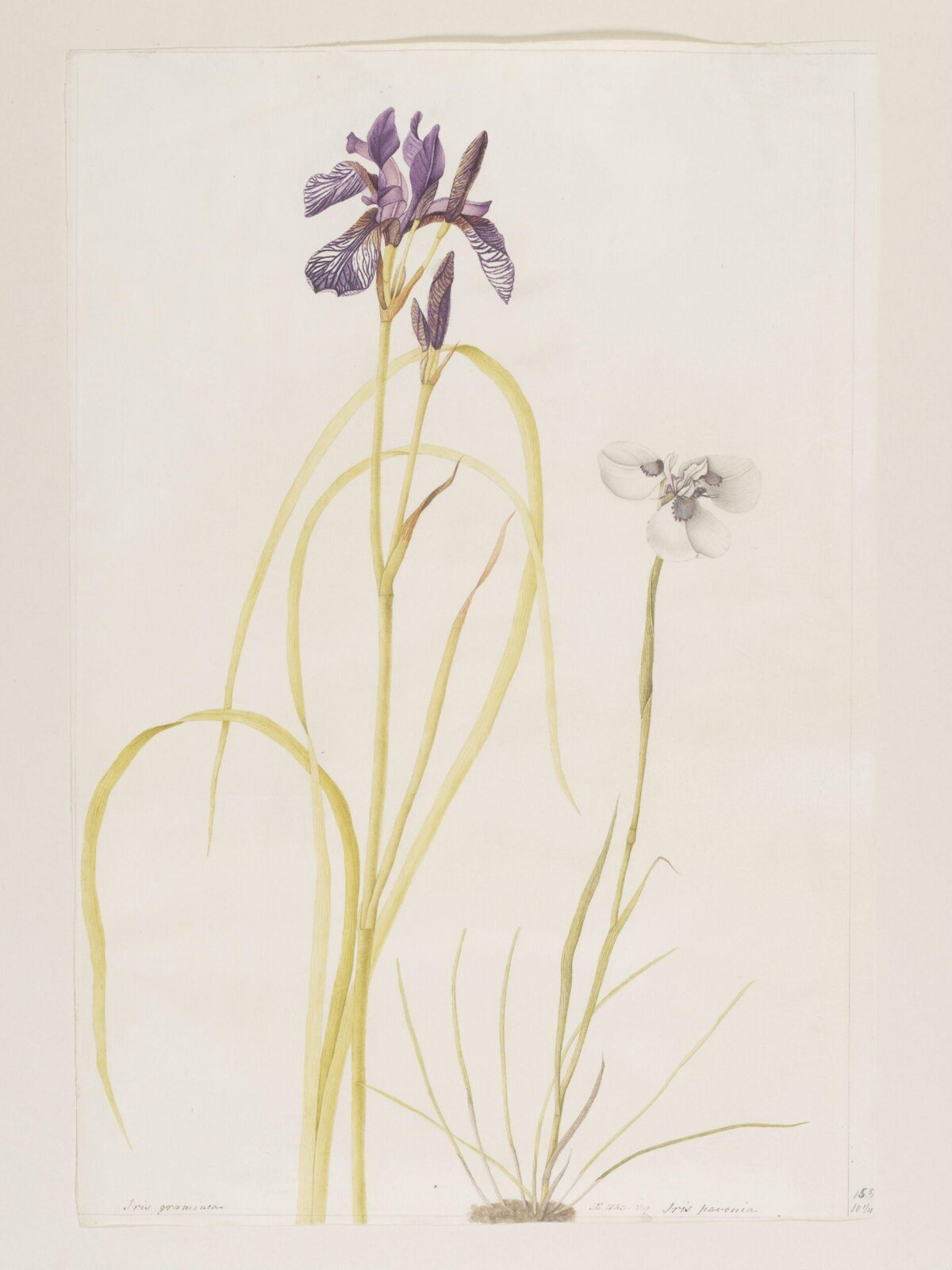 Drawing, A. Power, ca. 1800