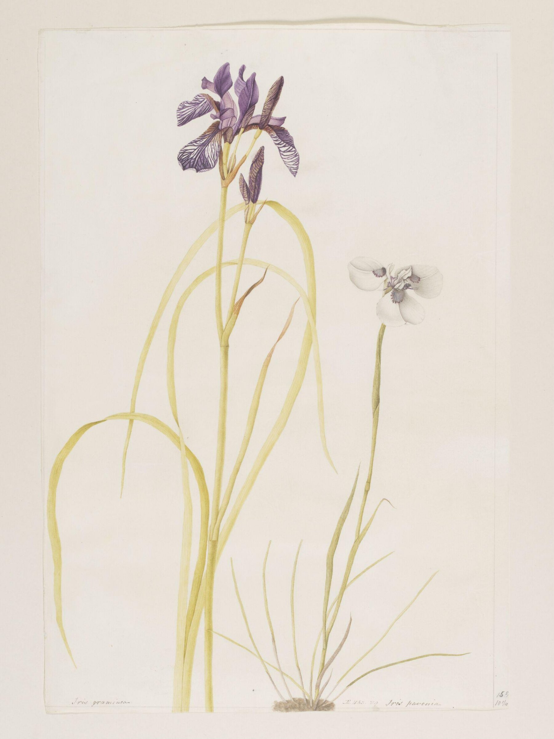 Drawing, A. Power, ca. 1800