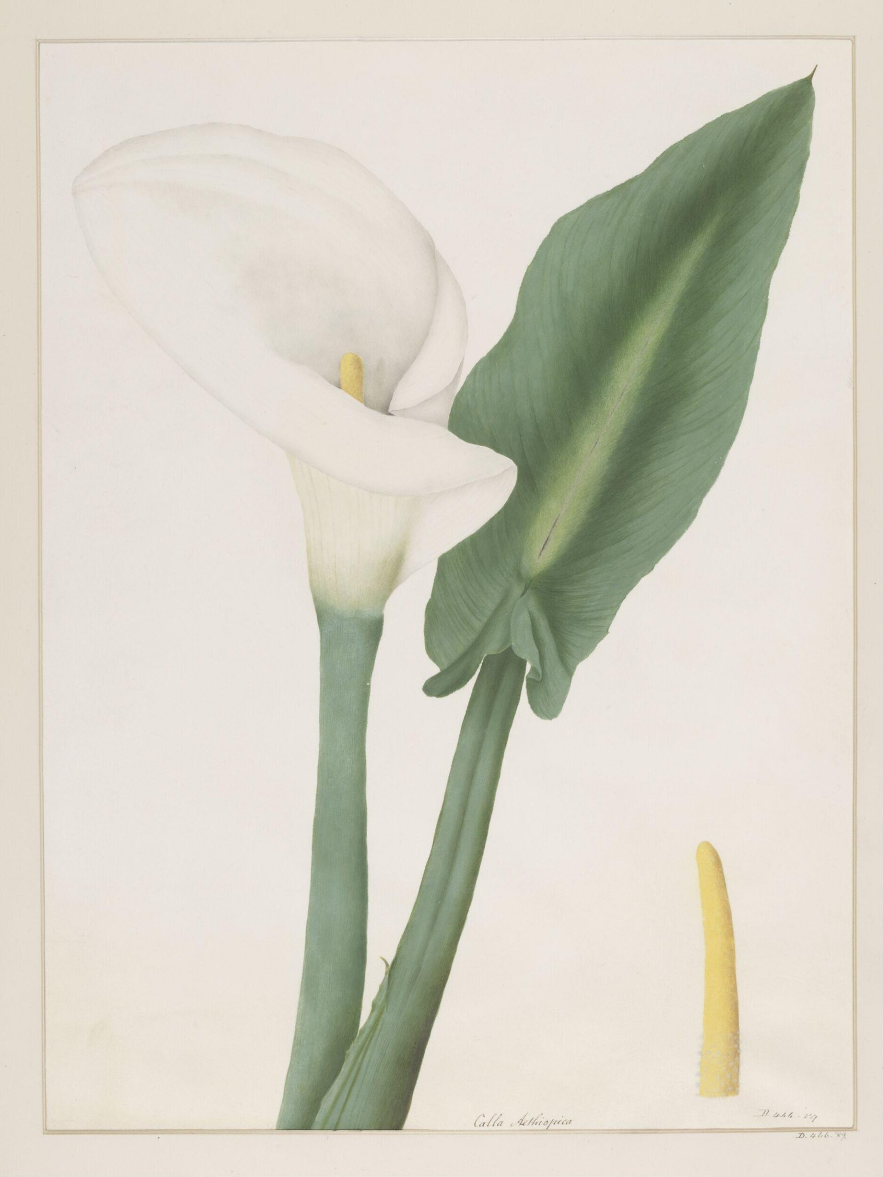 Drawing, A. Power, ca. 1800