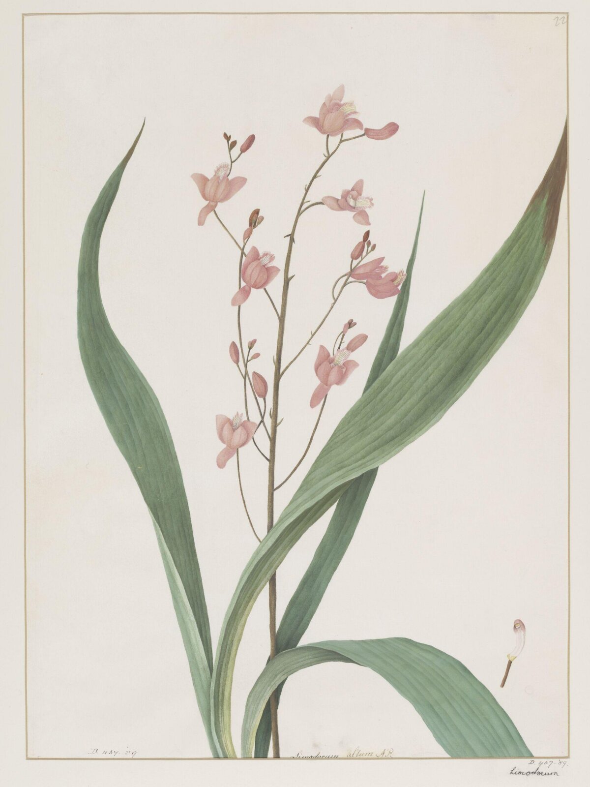 Drawing, A. Power, ca. 1800