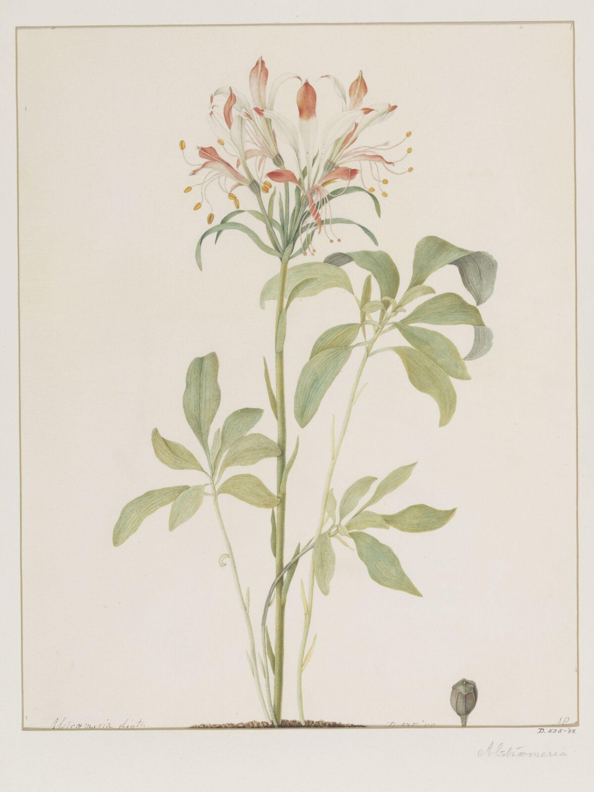 Drawing, A. Power, late 18th century - early 19th century