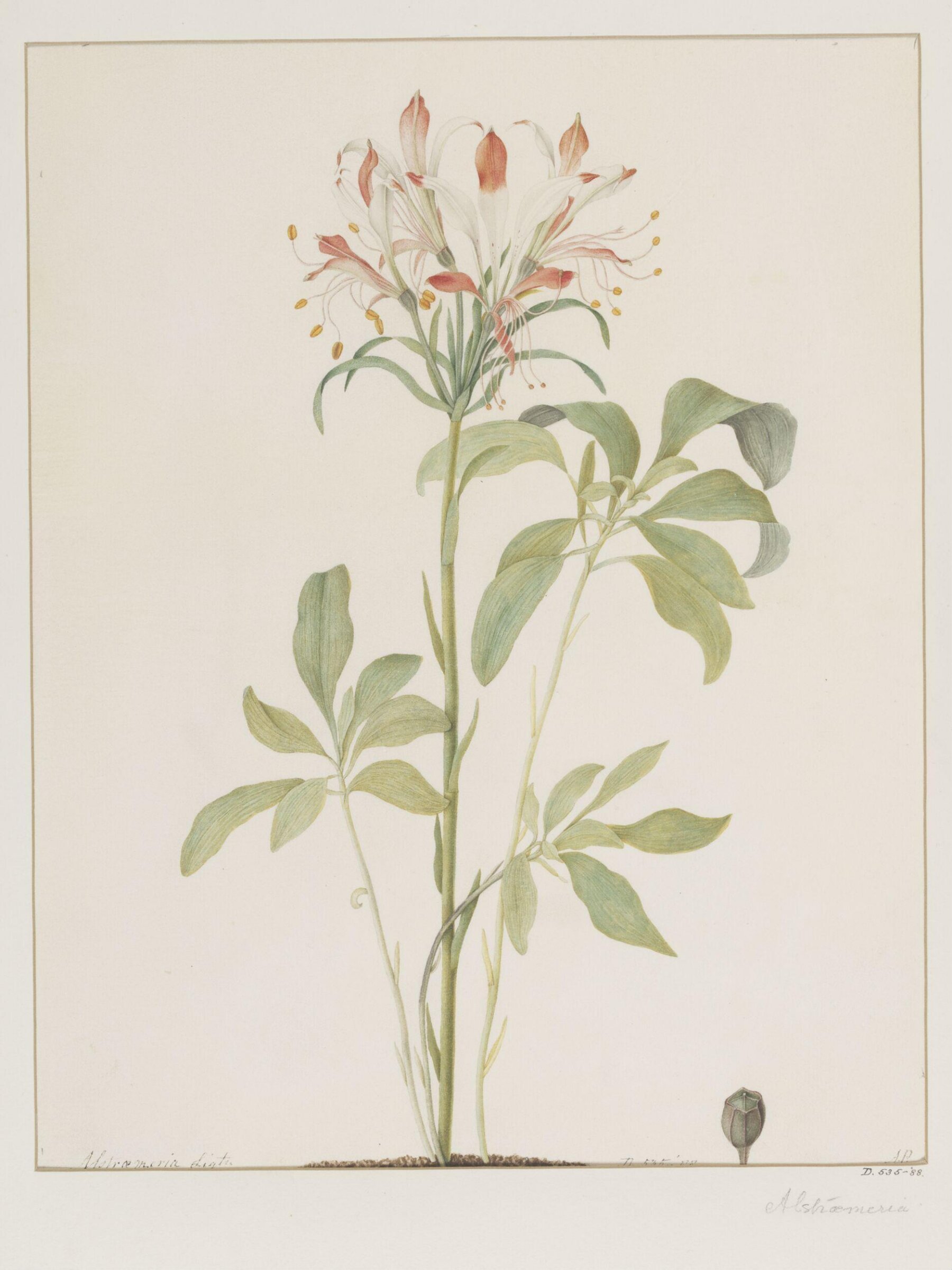 Drawing, A. Power, late 18th century - early 19th century