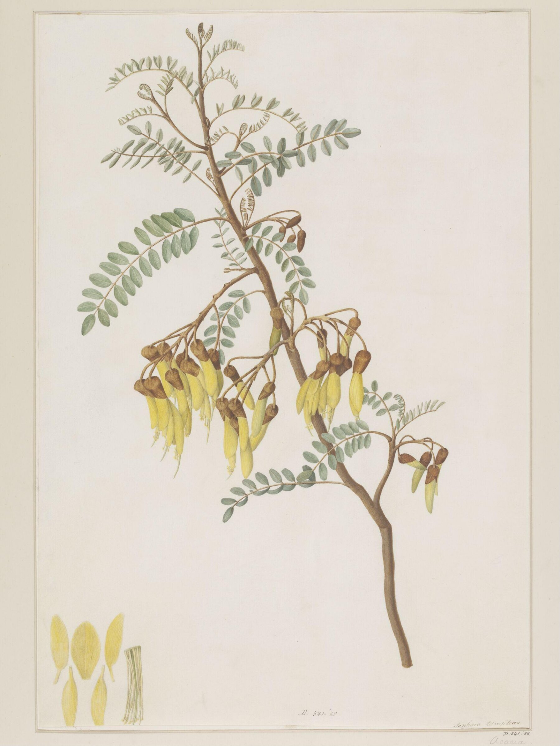 Drawing, A. Power, late 18th century - early 19th century