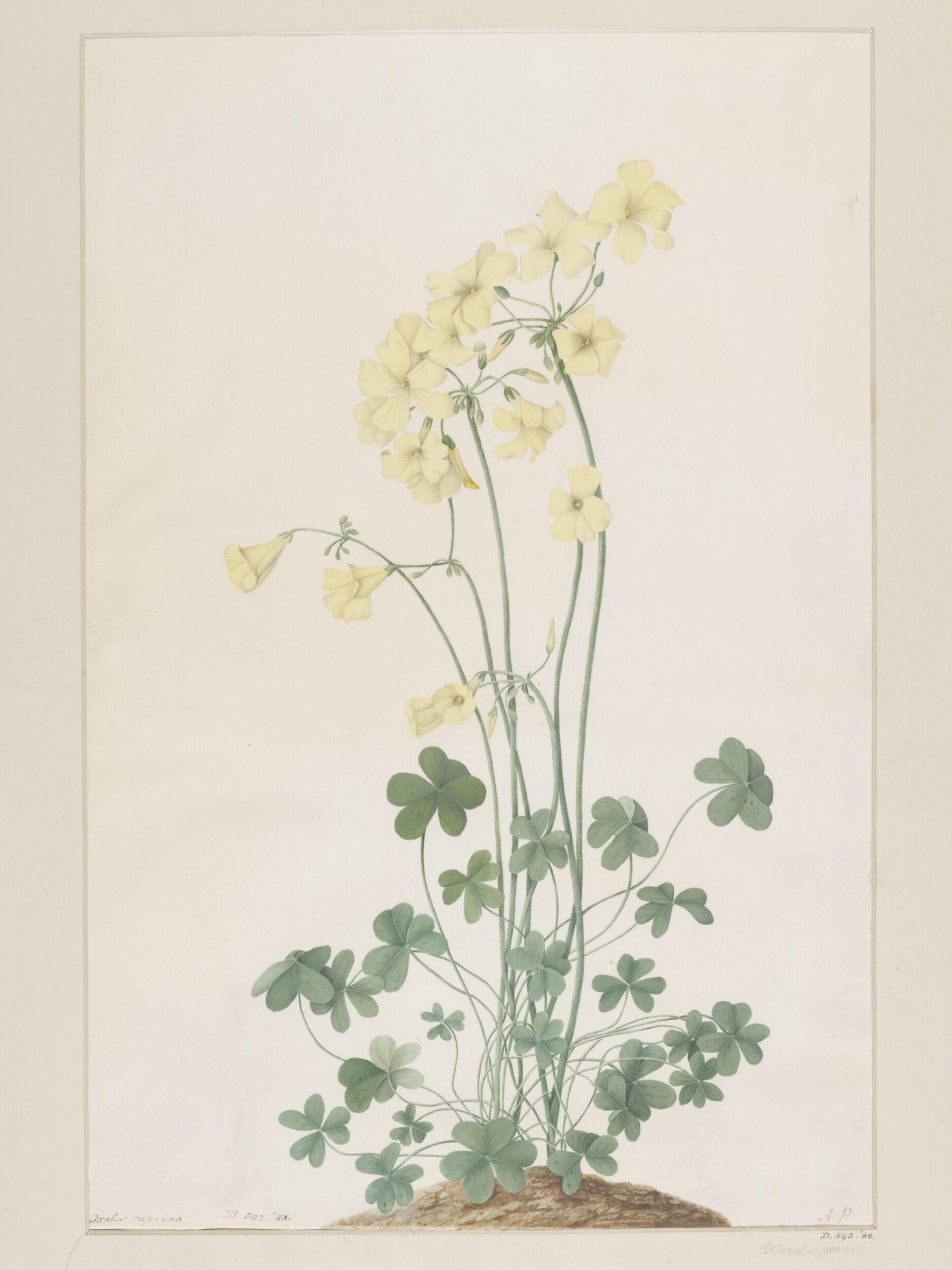 Drawing, A. Power, late 18th century - early 19th century