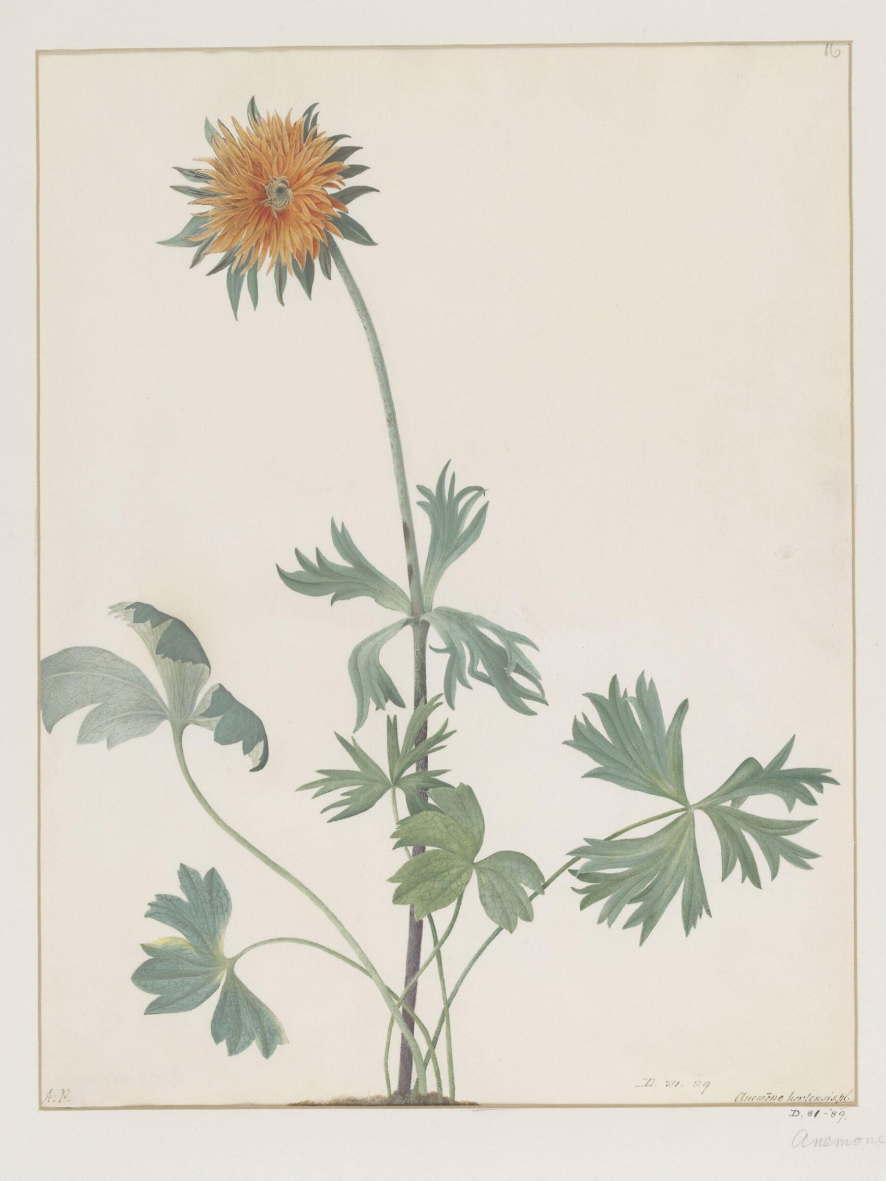 Drawing, A. Power, ca. 1800