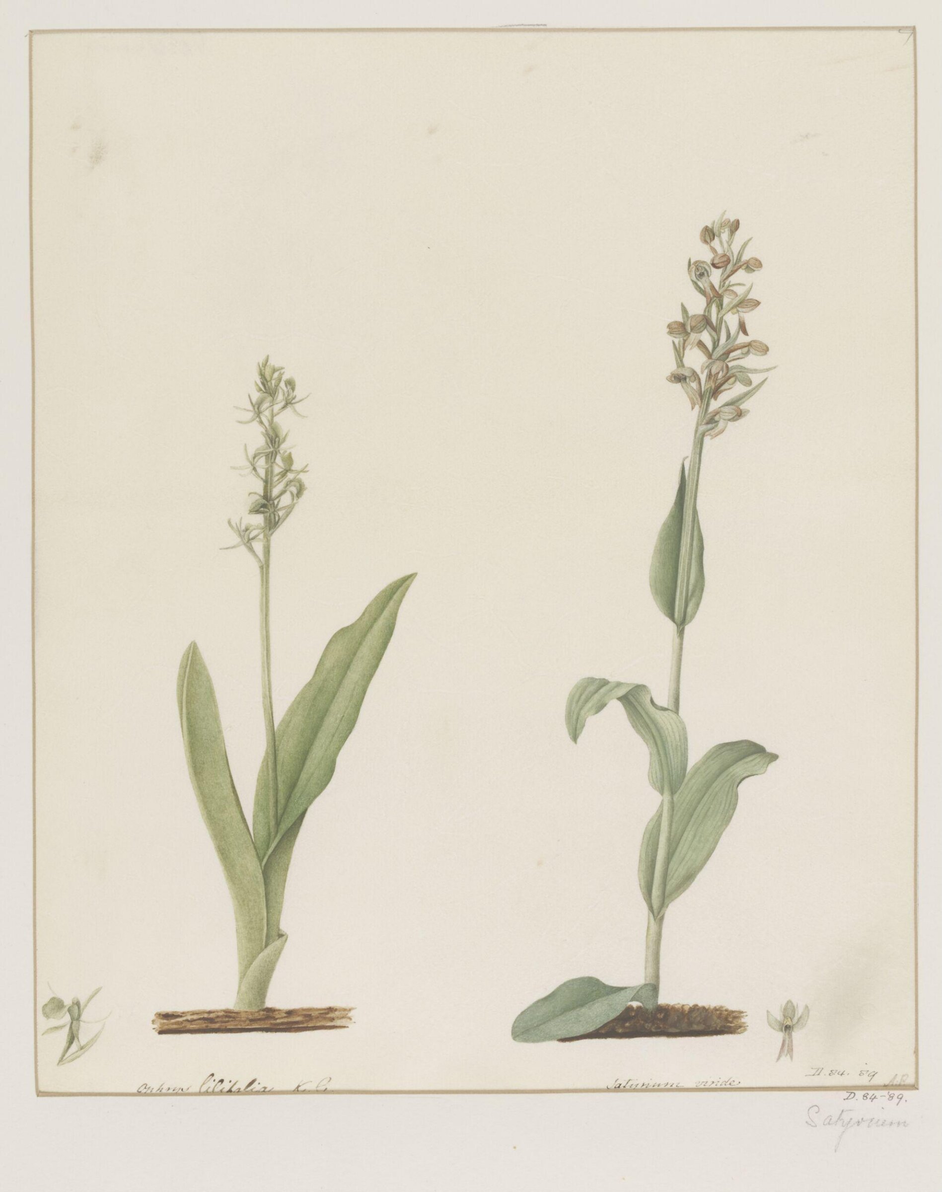 Drawing, A. Power, ca. 1800
