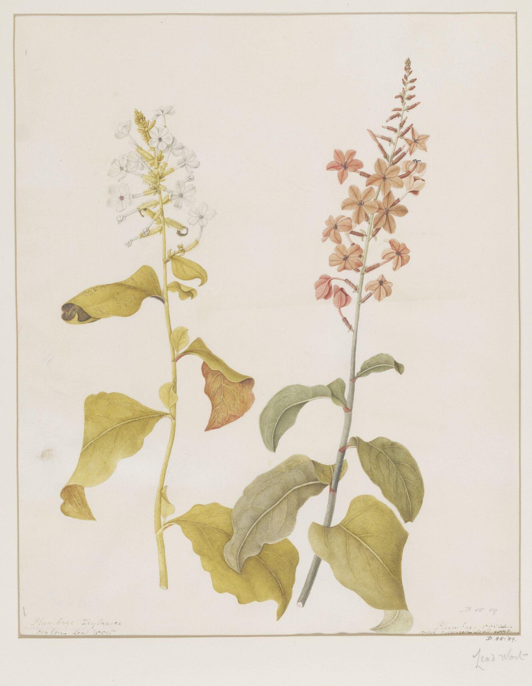 Drawing, A. Power, ca. 1800
