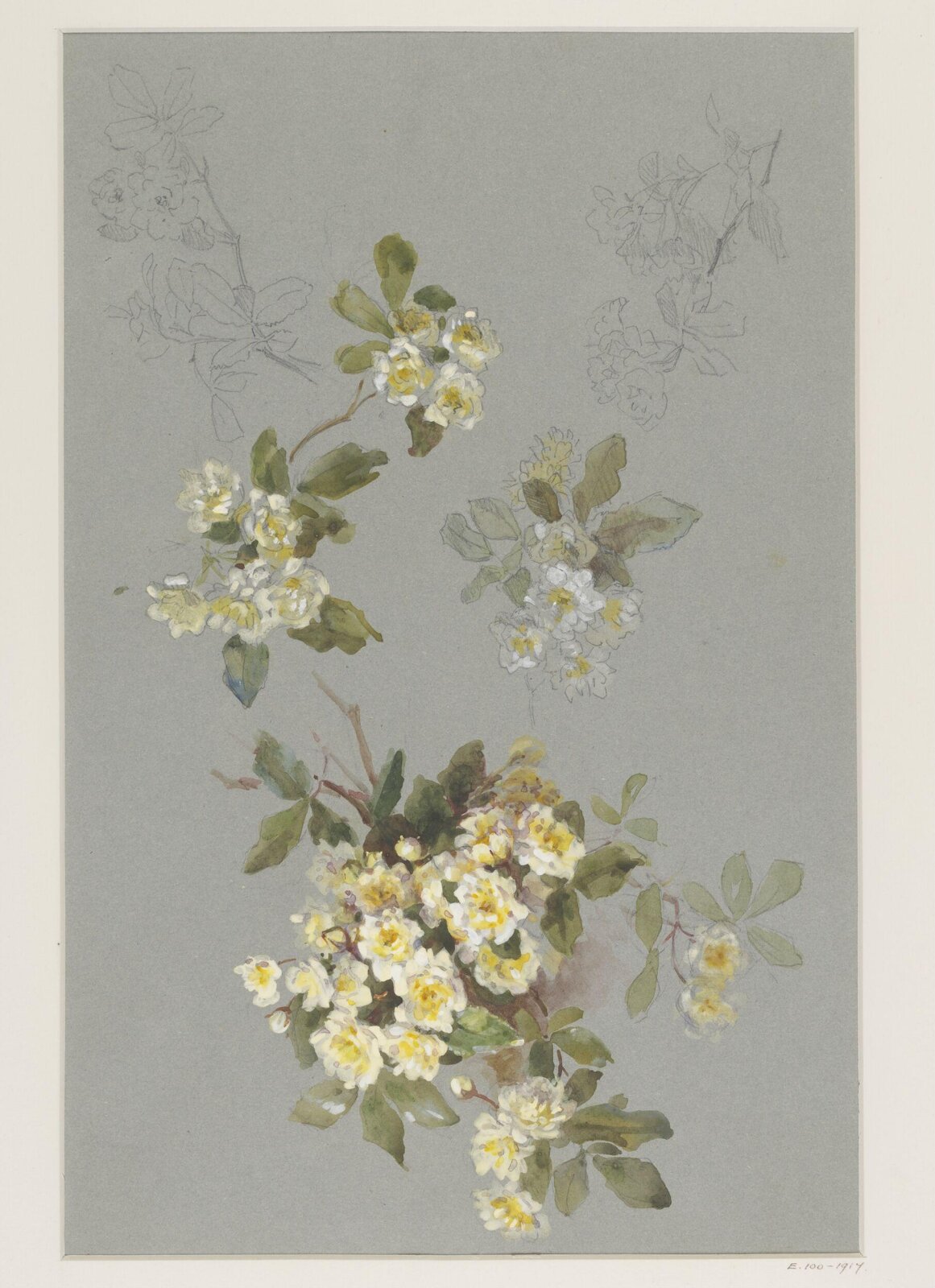Drawing, Charlotte Horn Spiers, 1873-1914