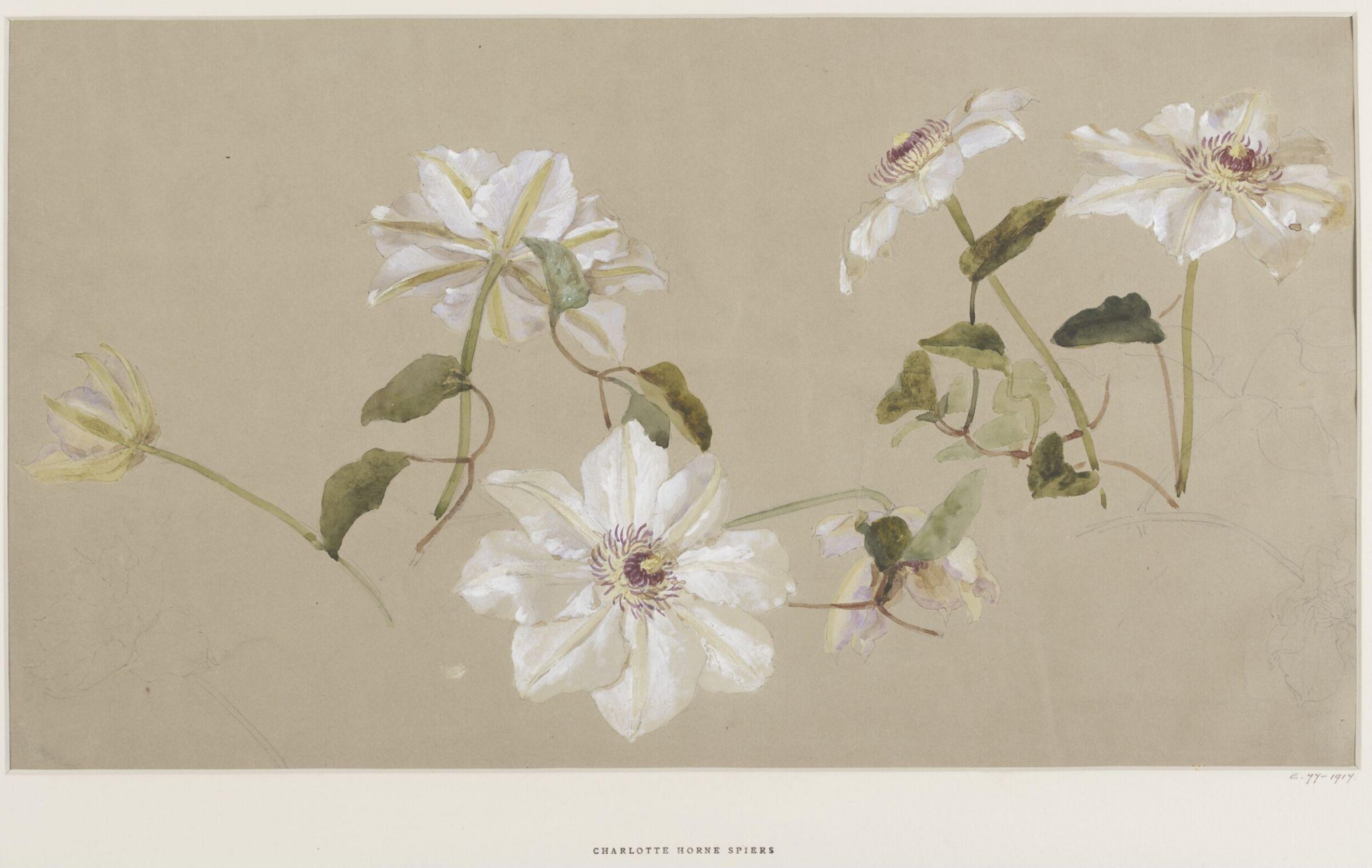 Drawing, Charlotte Horn Spiers, 1873-1914