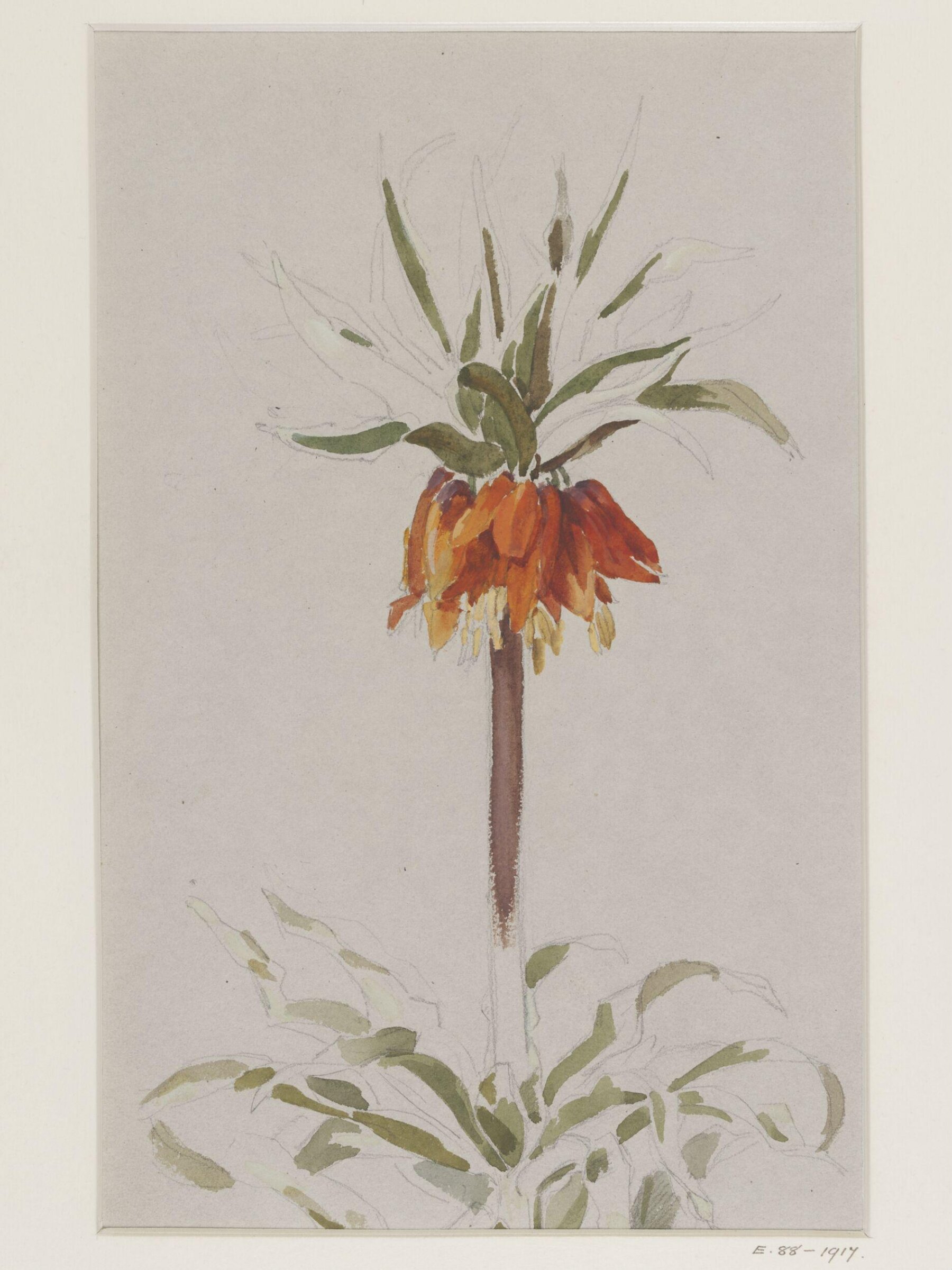Drawing, Charlotte Horn Spiers, 1873-1914