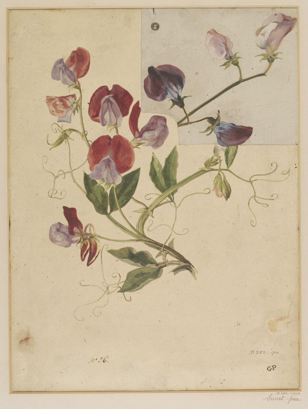 Drawing, Charles Polisch, ca. 1845