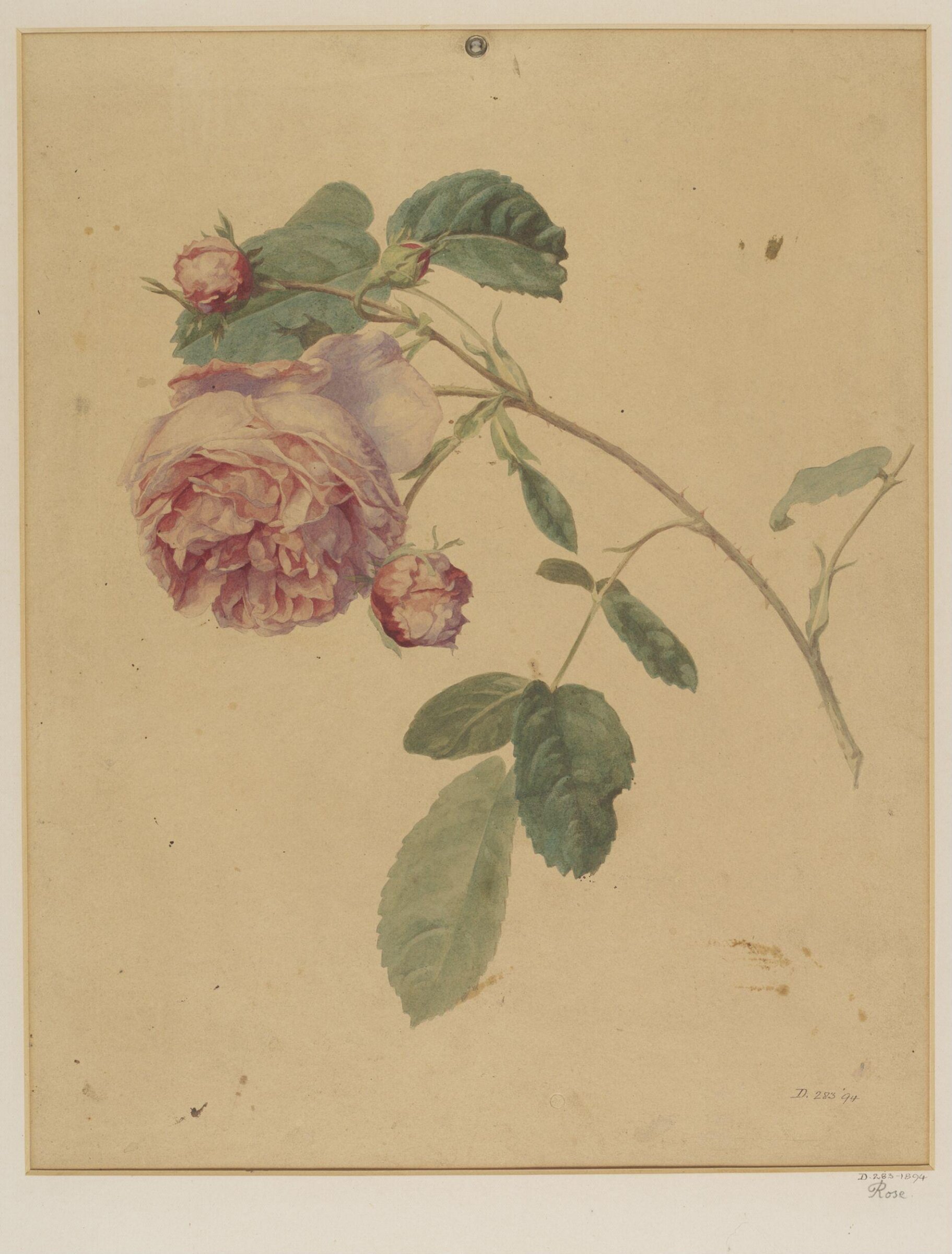 Drawing, Charles Polisch, ca. 1845