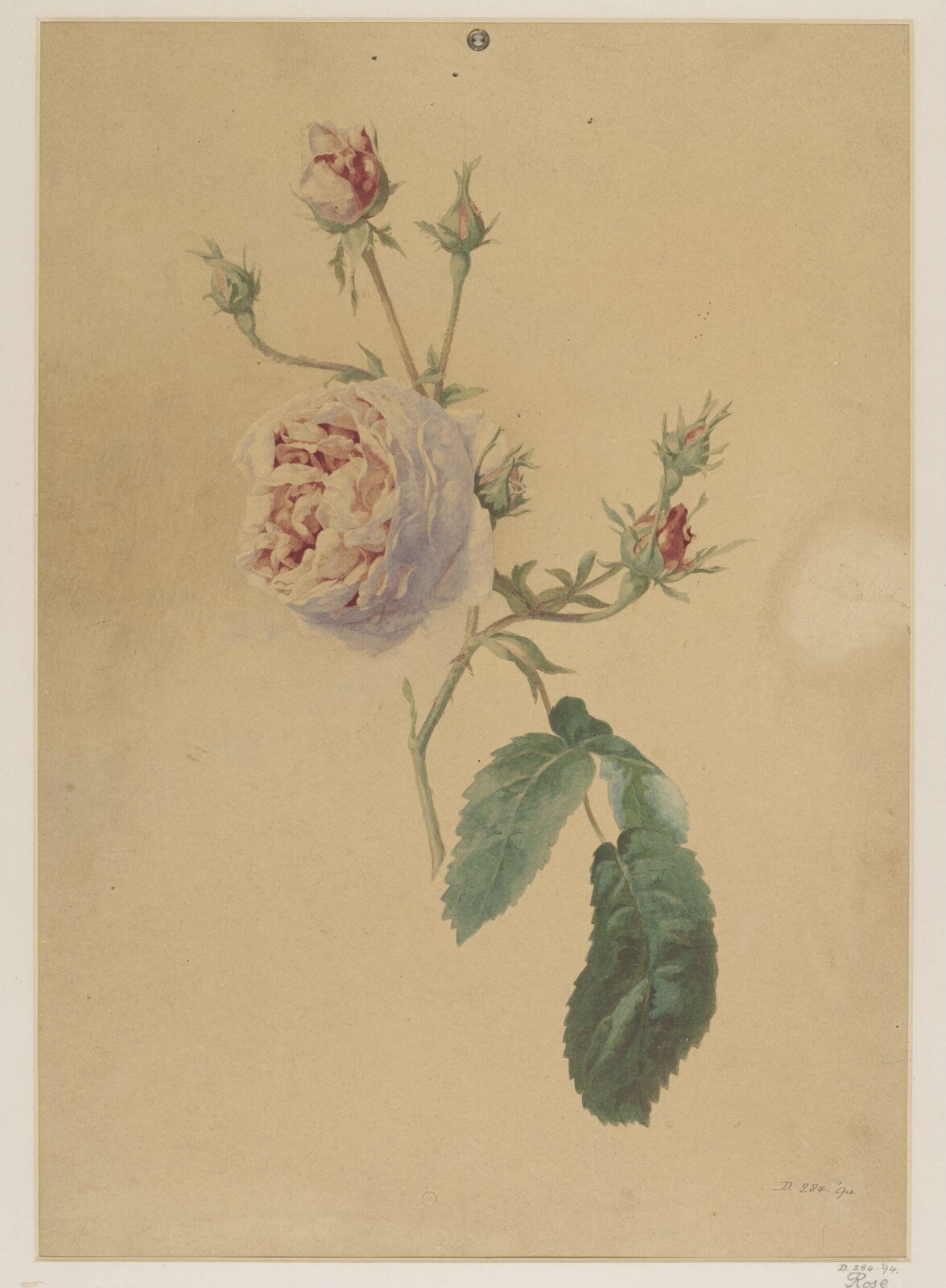 Drawing, Charles Polisch, ca. 1845