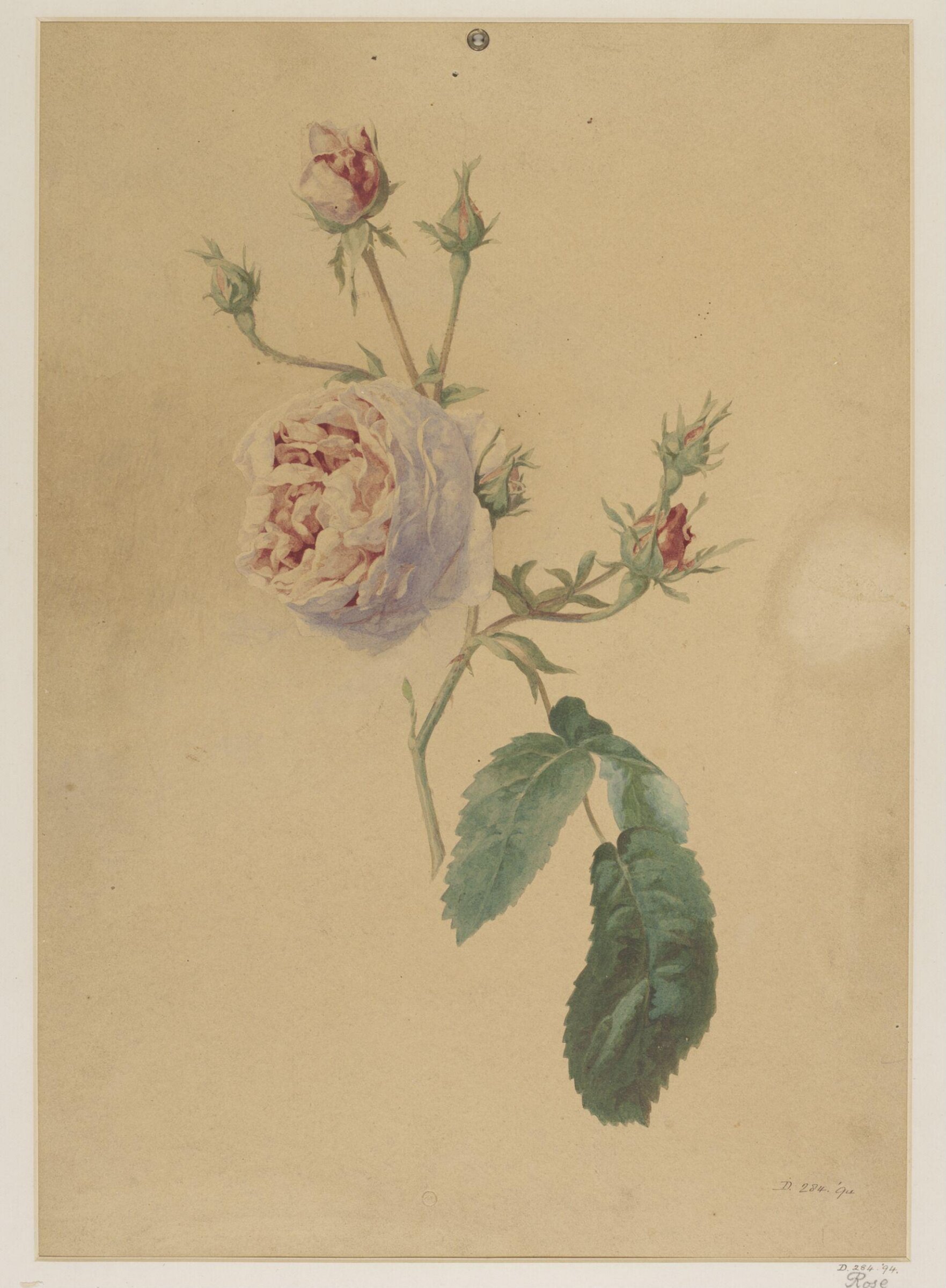 Drawing, Charles Polisch, ca. 1845