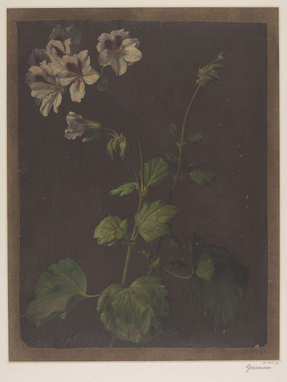 Drawing, Charles Polisch, 1855